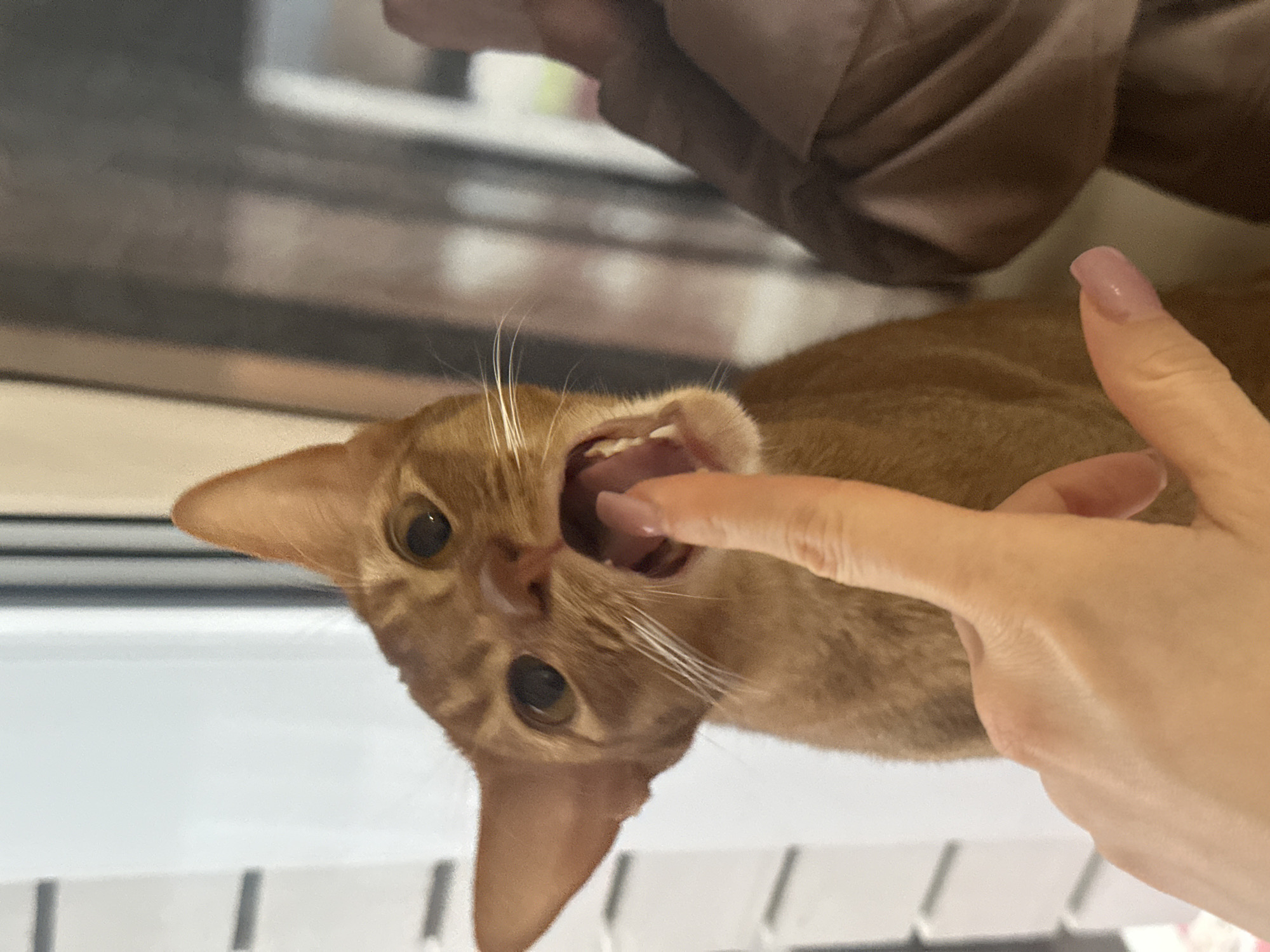 An indoor close-up shows an orange cat with its mouth open, teeth visible, and a human finger inserted inside its mouth. The cat's face is angled towards the camera, its eyes are round and focused. A hand with manicured nails is holding the cat's mouth open. The background is blurred, revealing hints of a white window frame, a gray surface, and beige fabric. There is no indication that the picture was taken in Kazan, Russia.