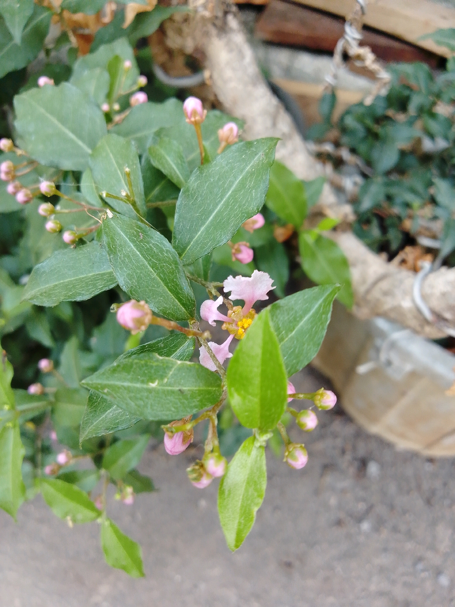 The image captures a close-up view of a flowering plant with green leaves and delicate pink blossoms. The plant appears to be growing outdoors, as indicated by the grey, textured ground in the foreground and the blurred background of other foliage and natural elements. Several small, unopened pink buds are visible amongst the leaves, suggesting the plant is in bloom or about to bloom. A single, partially opened flower in the center of the frame displays delicate pink petals with a yellow center, further highlighting the beauty of the plant. The lighting suggests it might be daytime, possibly overcast, as there are no strong shadows. The overall scene evokes a sense of natural beauty and tranquility. No people are visible in the image, and there is no visible text. The location context is Cikal, Indonesia.