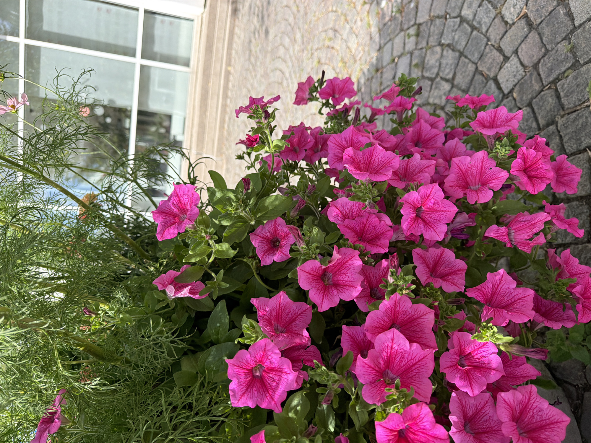 The image shows a close-up view of a planter filled with bright pink petunias and feathery green foliage. In the background, a modern building with large, white-framed windows is visible. The ground in front of the planter is paved with grey cobblestones arranged in a circular pattern. The scene is outdoors, under bright sunlight, suggesting a daytime setting. The location is identified as Växjö, Sweden, implying the building and paving are typical of an urban environment there. There are no people or animals visible in the image. The focus is on the vibrant flowers and their immediate surroundings.