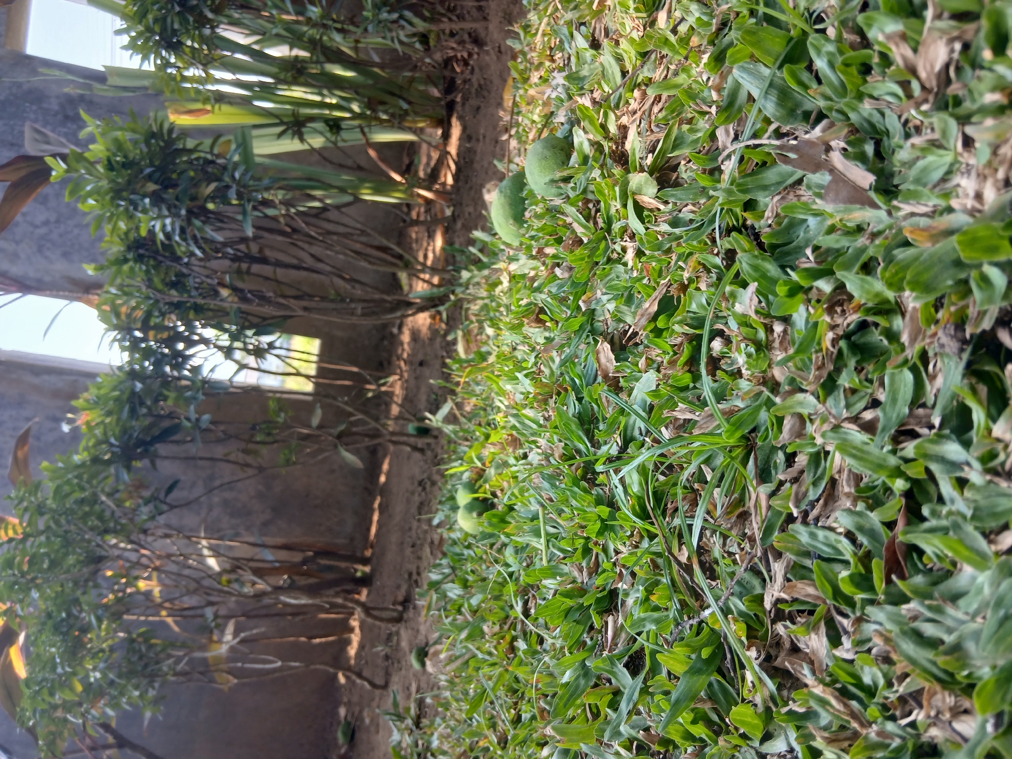 A low-angle shot captures a patch of green grass dotted with fallen green mangoes, set against a backdrop of manicured bushes and concrete walls. The scene, likely located in Sekarputih, Indonesia, is bathed in natural light, casting soft shadows and highlighting the textures of the grass and fallen fruit. The foreground is dominated by the lush green grass, with scattered dry leaves adding a touch of natural decay. In the mid-ground, several round, green mangoes lie on the grass, some partially obscured by the foliage. Behind the mangoes, a row of densely planted bushes with thin, dark branches create a green wall, their leaves catching the light. The background features weathered concrete walls that appear to be part of a building or outdoor structure, with glimpses of the sky through an opening. The overall impression is one of a quiet, natural outdoor space in a tropical environment.