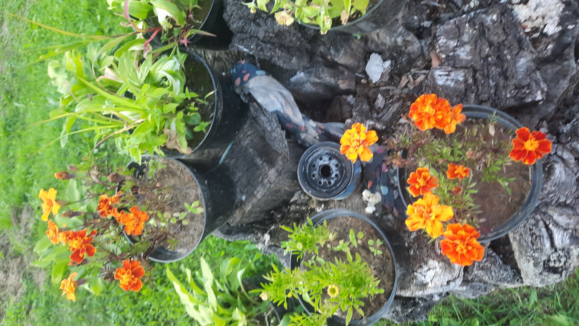 The image shows a close-up of several potted plants, primarily marigolds with orange and yellow flowers, placed on a rough, weathered wooden surface that appears to be a tree stump. The stump is set in an outdoor environment with green grass and other plants in the background. There are at least four black plastic pots visible, each containing different plants. One pot on the far left contains a small green plant with some yellow buds. A larger pot to its right has several orange and yellow marigolds. Another pot in the middle appears to contain a lush green plant with long, slender leaves. A fourth pot, partially visible on the far right, also contains green plants. In the foreground, a single orange marigold is visible in a pot, with other fallen petals scattered around. A black cylindrical object, possibly a car part, is also on the stump near a decorative fabric item with a bird-like pattern. The lighting suggests it is daytime. The location of Славенскі сельскі Савет, Belarus, is a rural administrative division in Belarus, suggesting this scene might be in a garden or yard in a rural setting within that region.