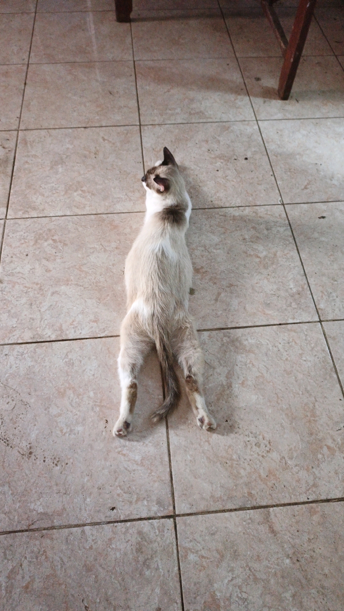 A Siamese cat is lying on its back on a tiled floor. The cat is mostly white with brown markings on its face, ears, and tail. Its legs are splayed out, and its body is elongated. The tiled floor is a light beige color with some darker speckles. The background shows the leg of a wooden chair. The scene is indoors, likely in a residential setting.
