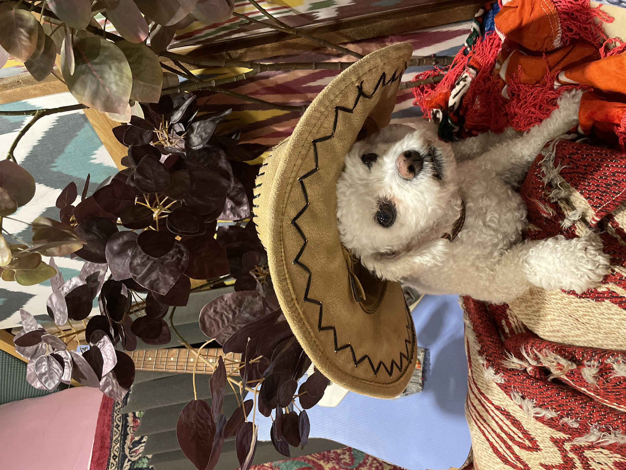 A white poodle dog wearing a tan sombrero with black stitching is resting on a pile of colorful textiles, including an orange fringe. The dog is positioned on the right side of the frame, with its head angled toward the camera. The sombrero is partially covering its face. To the left, there are dark purple-leaved plants. In the background, a portion of a guitar neck is visible, along with other miscellaneous objects. The overall scene appears to be indoors. There is no information available to indicate the location is in the city of Yekaterinburg, Russia.