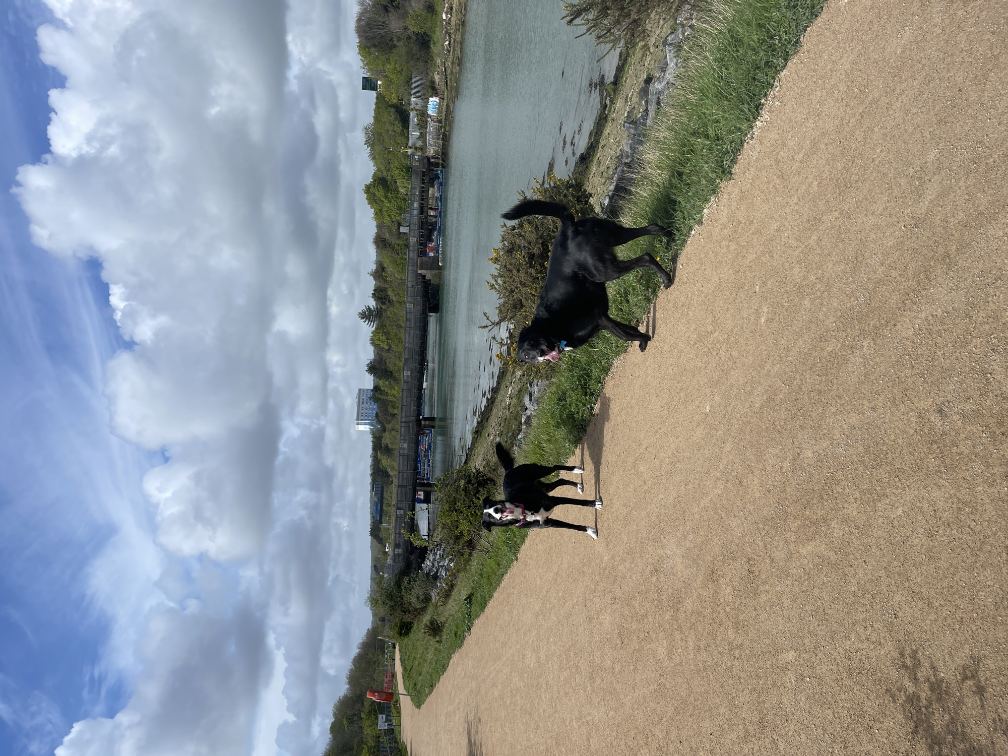 This image, taken in Portsmouth, United Kingdom, depicts an outdoor scene along a waterside path on a partially cloudy day. The perspective is slightly elevated, looking across a wide body of water, likely a river or estuary. On the near side, a light brown, unpaved path runs parallel to the water, bordered by green grass and scattered bushes, some with yellow blossoms.
Two dogs are prominent subjects on the path, appearing to be in motion. The dog in the foreground is a black Labrador-type dog, captured mid-stride with its mouth open, wearing a blue collar. Further back on the path, another dog, a black and white Border Collie-type, is also in an active pose, wearing a pink collar or harness. Both dogs seem energetic and joyful, likely enjoying a walk.
Across the water, the opposite bank is densely covered with trees and greenery. Various structures are visible, including a long, dark bridge-like structure or dock with several boats moored alongside. In the distance on the far bank, a modern, light-colored multi-story building and other urban or industrial structures can be seen under a mixed sky of bright blue patches and large white to gray clouds. A red lifebuoy is visible attached to a post beside the path further down on the left. The sun appears bright, casting subtle shadows, suggesting a late morning or early afternoon setting. No specific legible text is visible in the image, although a green sign is partially obscured on the distant bank.