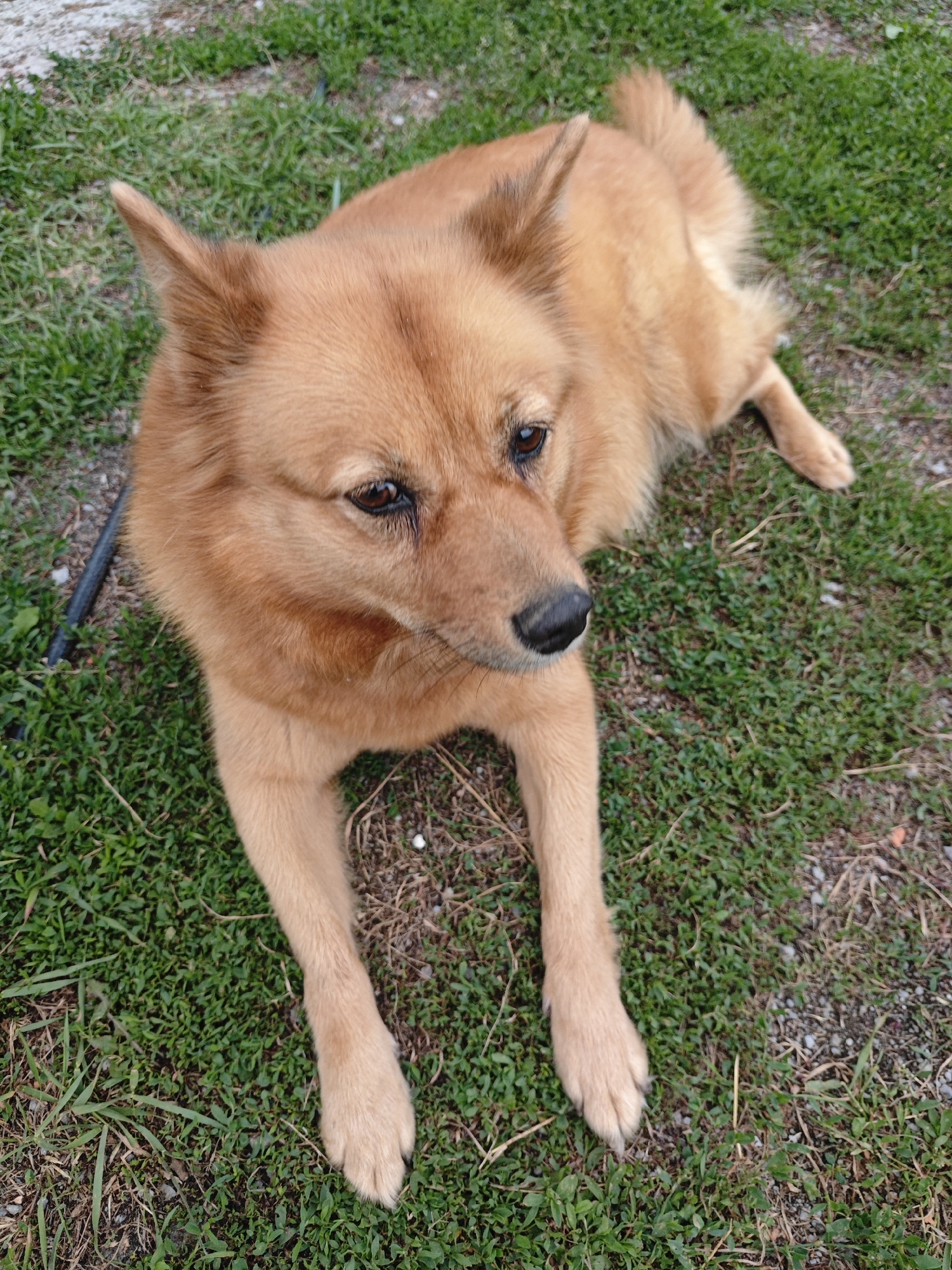 A medium-sized, reddish-brown dog with pointed ears and a fluffy tail lies on a patch of green grass mixed with dry vegetation and gravel. The dog is looking to the right, with its head slightly tilted. Its front paws are extended forward, and its hind legs are tucked beneath its body. In the background, out of focus, is more grass and some gravel. The image appears to have been taken outdoors in daylight.