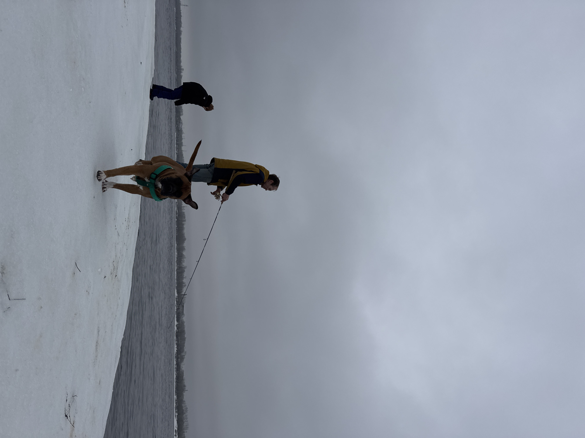 The image depicts a winter scene in Chaikovsky, Russia. Three figures are visible: a brown Boxer dog with a green harness, a man in a yellow jacket holding a fishing rod, and another person further away. They are standing on a snow-covered area adjacent to a body of water, likely the Kama River which is known for winter fishing. The overcast sky contributes to a somber, cold atmosphere. The man with the fishing rod is likely ice fishing. The other person is bending down.
