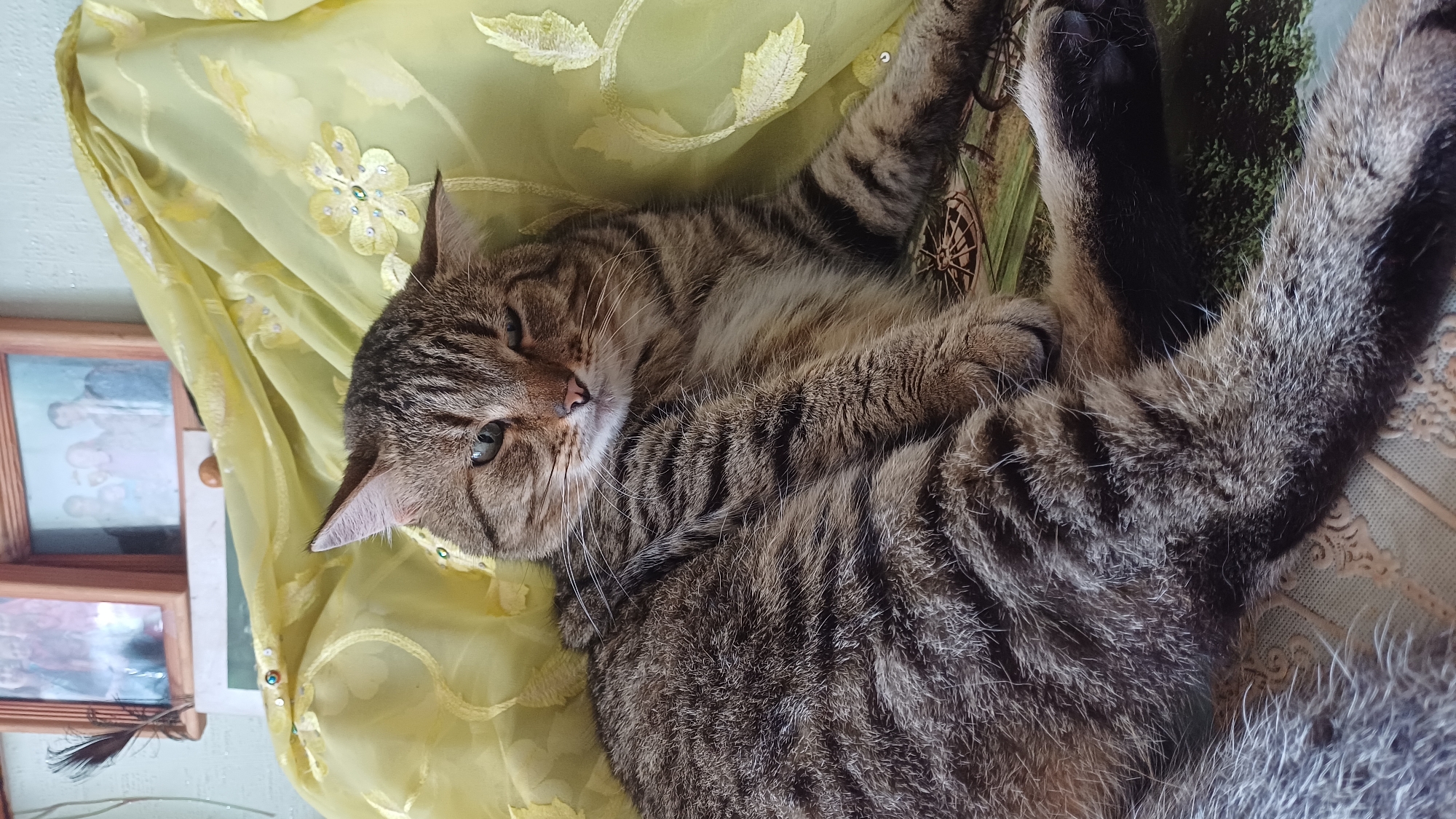 An adult domestic shorthair tabby cat is lying down on a decorative fabric with floral patterns. The cat is facing towards the viewer, with its head slightly tilted and one eye squinted, giving it a somewhat sleepy or unimpressed expression. Its fur is a mix of brown, black, and grey tabby markings. Behind the cat, a yellow, translucent fabric drapes over a surface, adorned with embroidered yellow flowers and leaves. Further in the background, two framed photographs are visible on a wall, with the one on the left containing images of people and the one on the right also appearing to hold a group photo. The overall environment suggests an indoor setting, possibly a home interior. The image does not provide any specific information about the location within Izhevsk, Russia.
