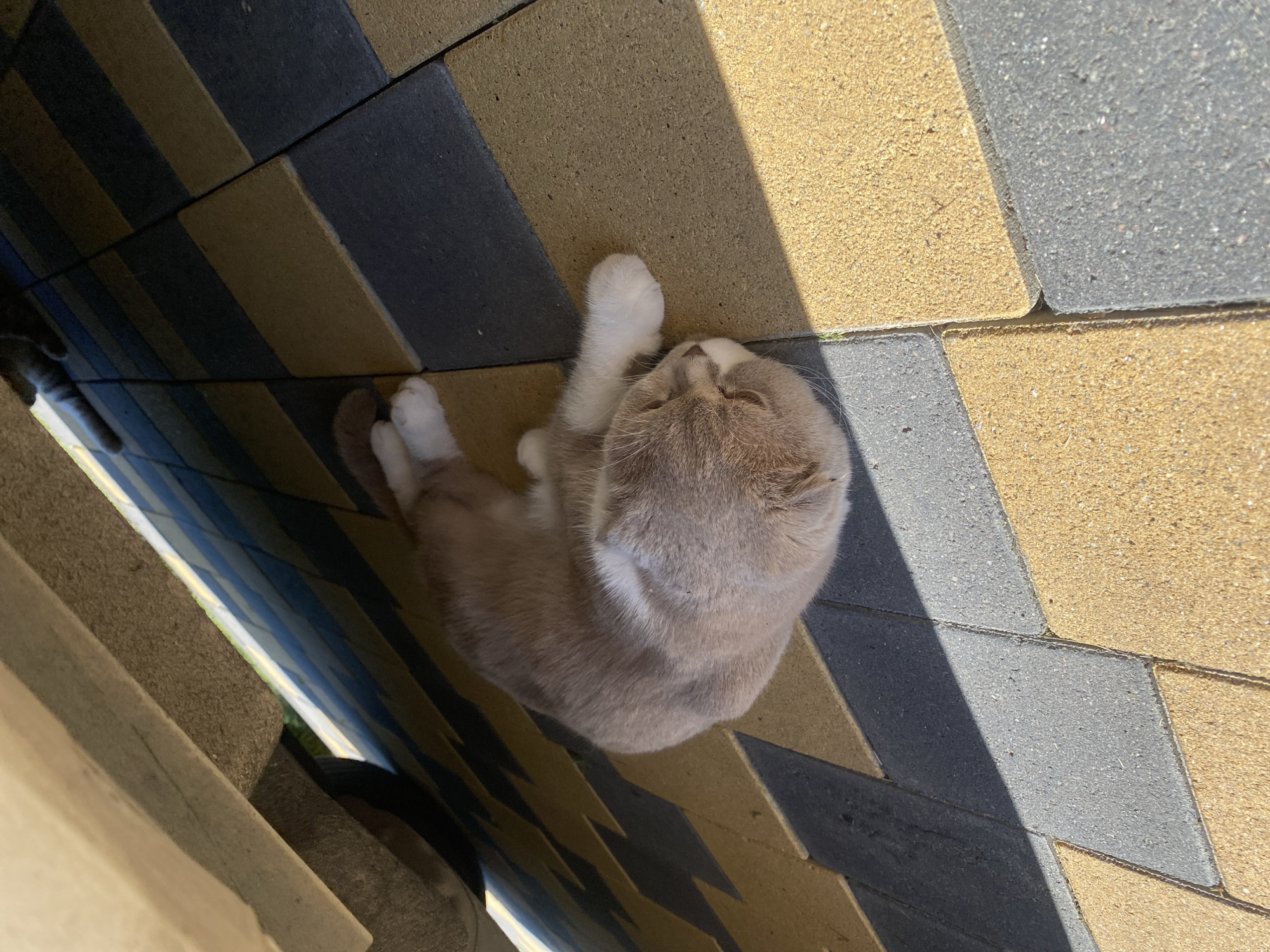 A light brown and white cat is curled up sleeping on a patterned paved surface. The paving stones are arranged in alternating rows of yellow and dark gray, creating a diagonal pattern. A shadow is cast across the paving stones from an unseen object above. The cat appears to be lying on its side with its head tucked in. The background shows the underside of a structure, possibly a bench or a table, with a car tire visible on the left. The scene is outdoors, under direct sunlight, suggesting a warm day. This image was captured in the city of Mykytyntsi, Ukraine.