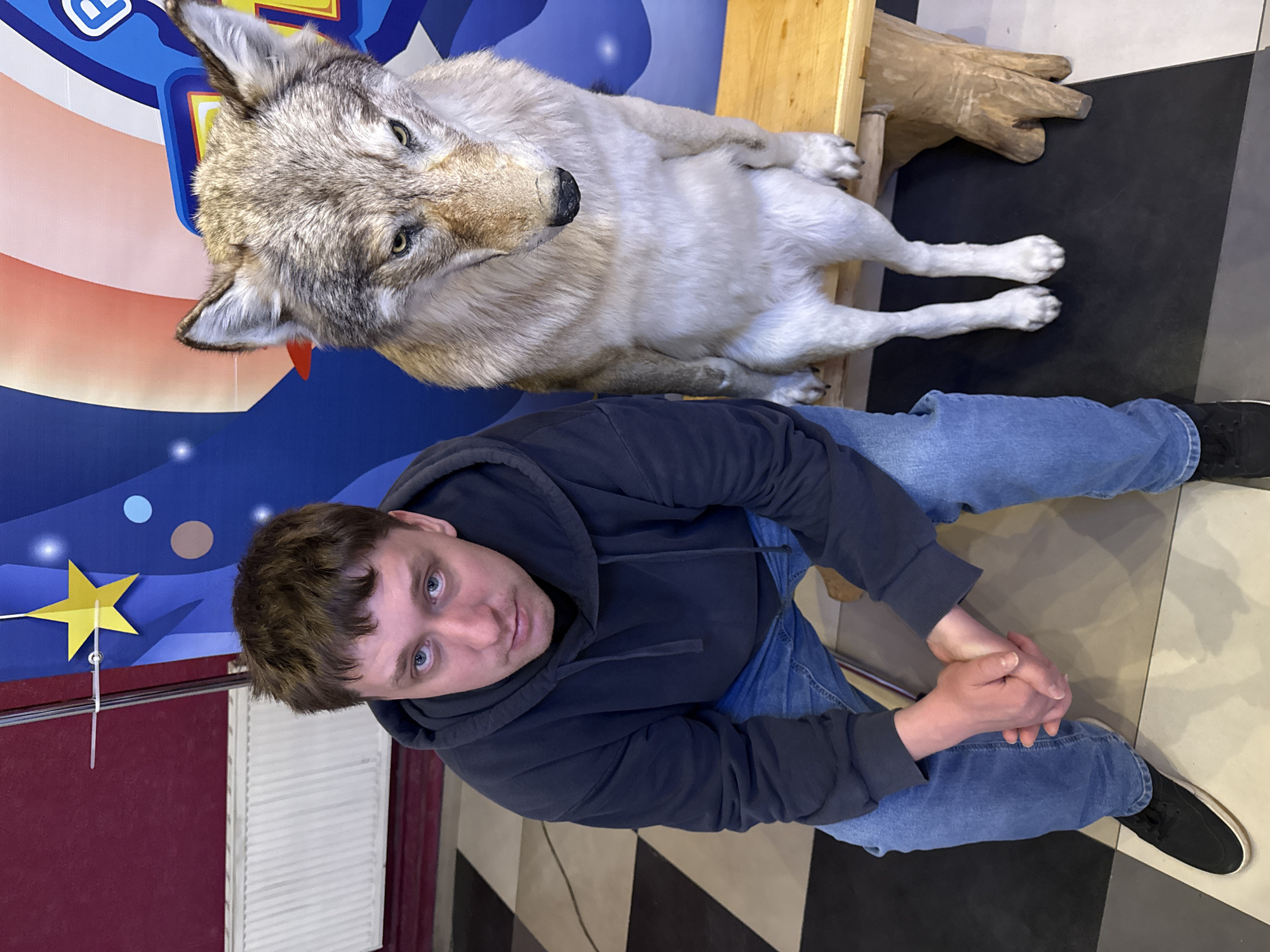 A man is seated next to a taxidermied wolf in an indoor location. The man wears a dark blue hoodie and blue jeans with black shoes. He is looking at the camera with his hands clasped. The wolf is on a wooden surface that appears to be part of a bench or ledge. The environment includes a backdrop with blue, red, and white colors, along with decorative elements such as a star on a stick. The floor has a black and white checkered pattern. Information provided indicates the location is in Glazov, Russia.