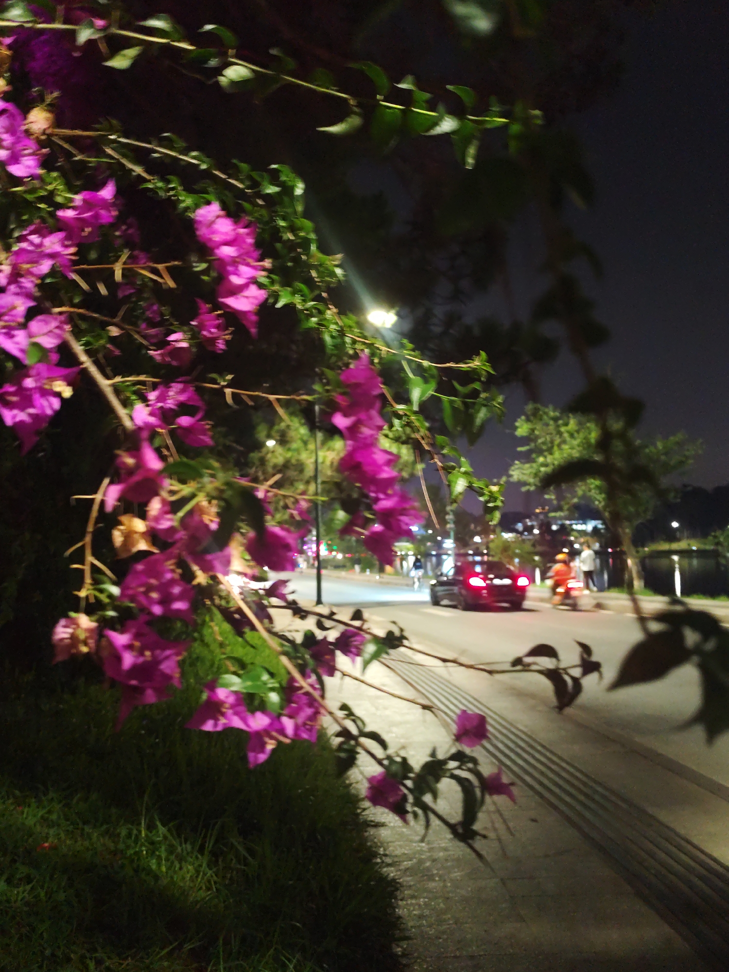At night in Da Lat, Vietnam, a street scene unfolds with a road illuminated by streetlights, beside a lake. A red car is present on the road, along with a person on a scooter wearing an orange shirt, and a couple walking near the edge of the lake. In the foreground, vibrant purple bougainvillea flowers and green foliage overhang the scene. The location is most likely near Xuan Huong Lake in Da Lat.