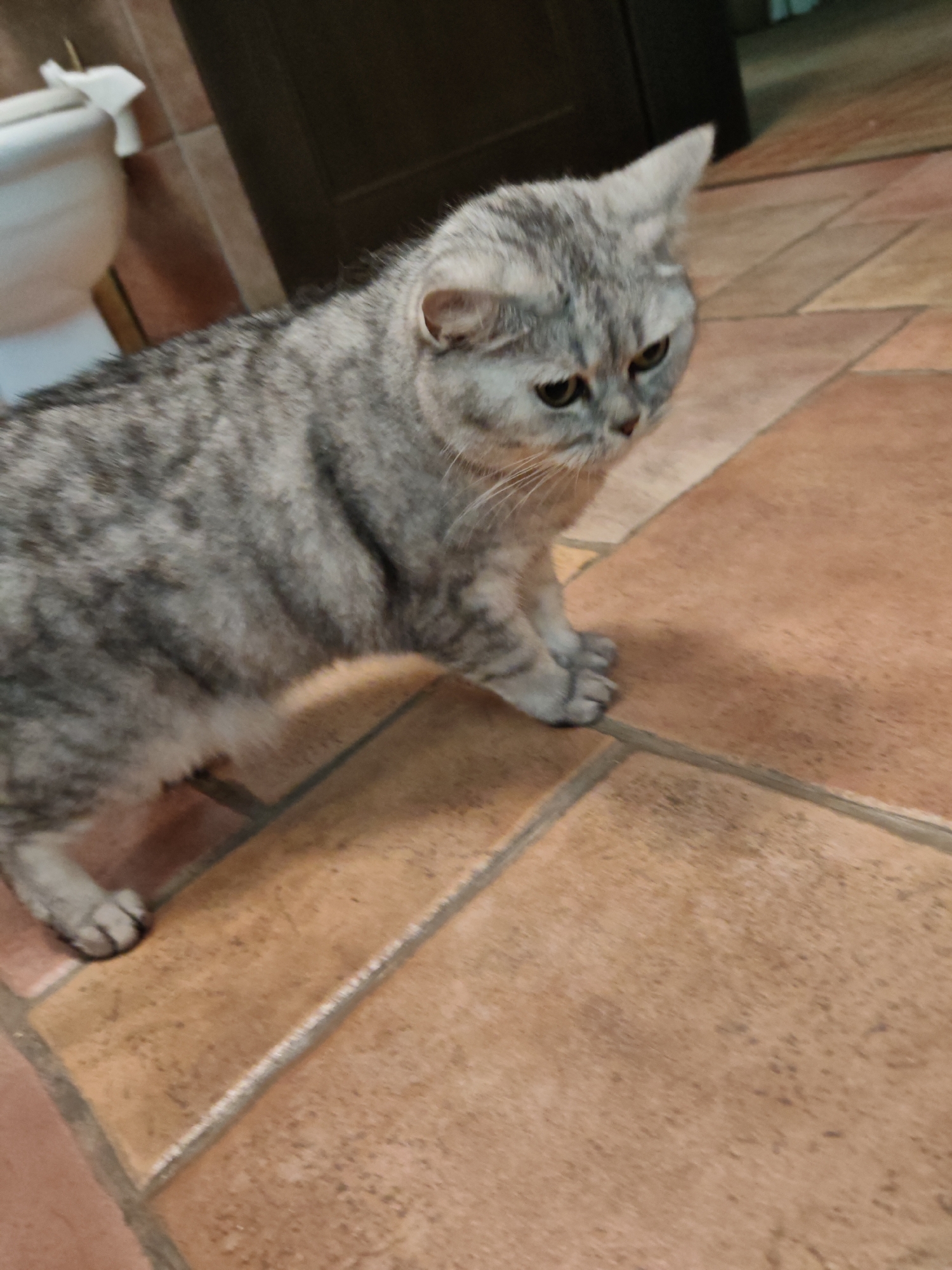 A grey tabby cat stands on a tiled floor. The cat is facing to the right and looking down. The floor tiles are a light brown color and are arranged in a grid pattern. There is a white toilet visible in the background on the left side of the image. The overall lighting is dim.