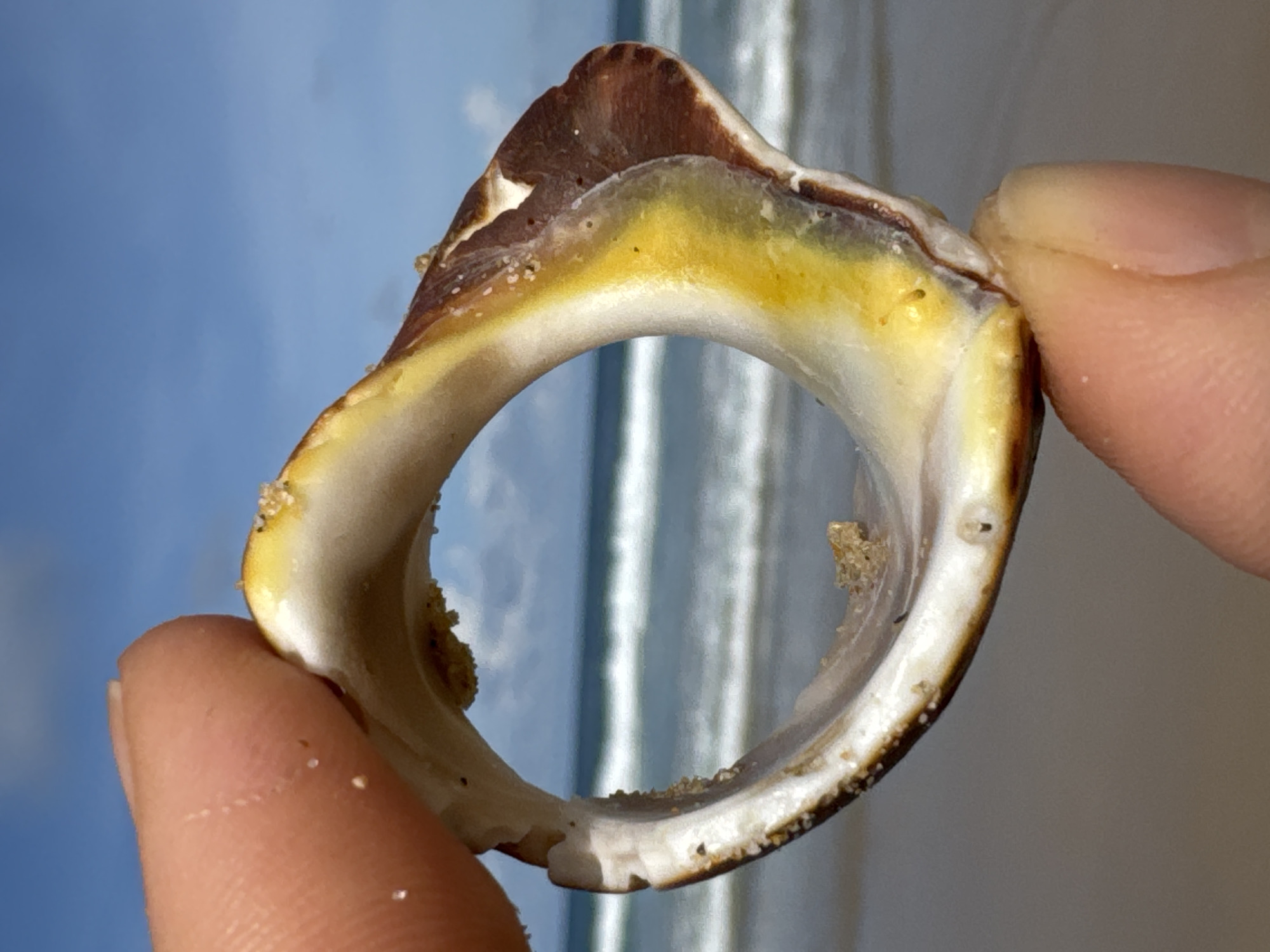 A close-up shot focuses on a broken seashell held between two fingers. The seashell is circular with a jagged edge, showcasing bands of white, yellow, and brown. Sand particles cling to its surface. Through the opening of the shell, a blurred background of the ocean with gentle waves and a blue sky with scattered clouds is visible. The image appears to have been taken at a beach in Karon, Thailand.