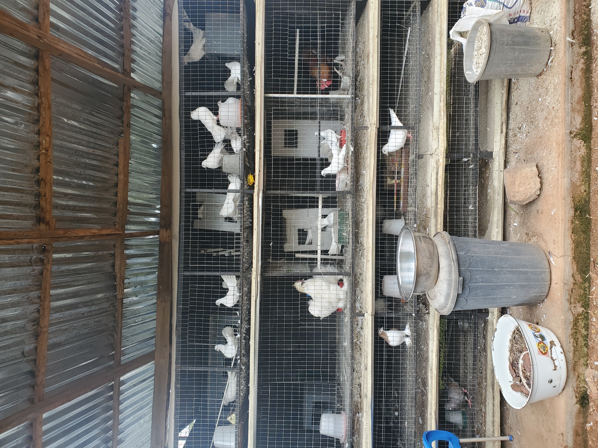 This image depicts a multi-tiered pigeon coop constructed with wire mesh and wooden frames, situated outdoors in Rayfield, Nigeria. The coop houses numerous white and speckled pigeons, along with at least one reddish-brown chicken in the second tier. Several feeding troughs and water dispensers are visible within the cages. On the ground in front of the coop, a large gray trash bin is topped with a metal bowl, and a white basin filled with birdseed and other organic matter sits nearby. A blue handle is visible on the left side of the image, possibly part of a cleaning tool. The ground is composed of dirt and debris, consistent with an outdoor environment. The overall scene suggests a functional, albeit somewhat rustic, setup for raising birds.