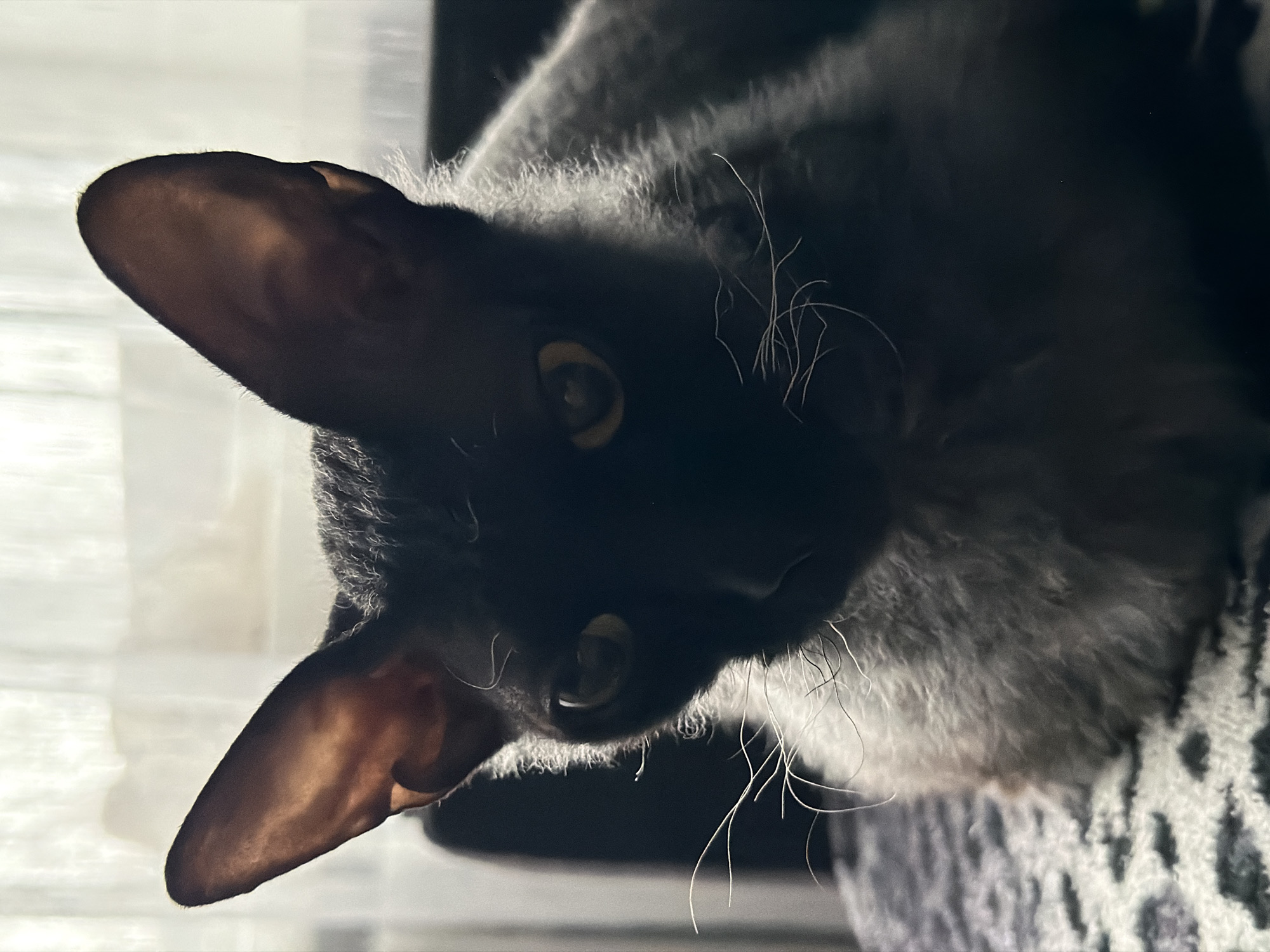 A dimly lit, close-up shot features a black cat with large, prominent ears and reflective yellow eyes. The cat is positioned at an angle, appearing to look directly at the camera. Whiskers are visible around its face, contrasting with the darker fur. The cat rests on a patterned, gray and white surface, possibly a blanket or cushion. The background is blurred and out of focus, with a hint of a light source visible in the upper portion of the image. There is no evidence of a location in Chaikovsky, Russia or any people in the image.