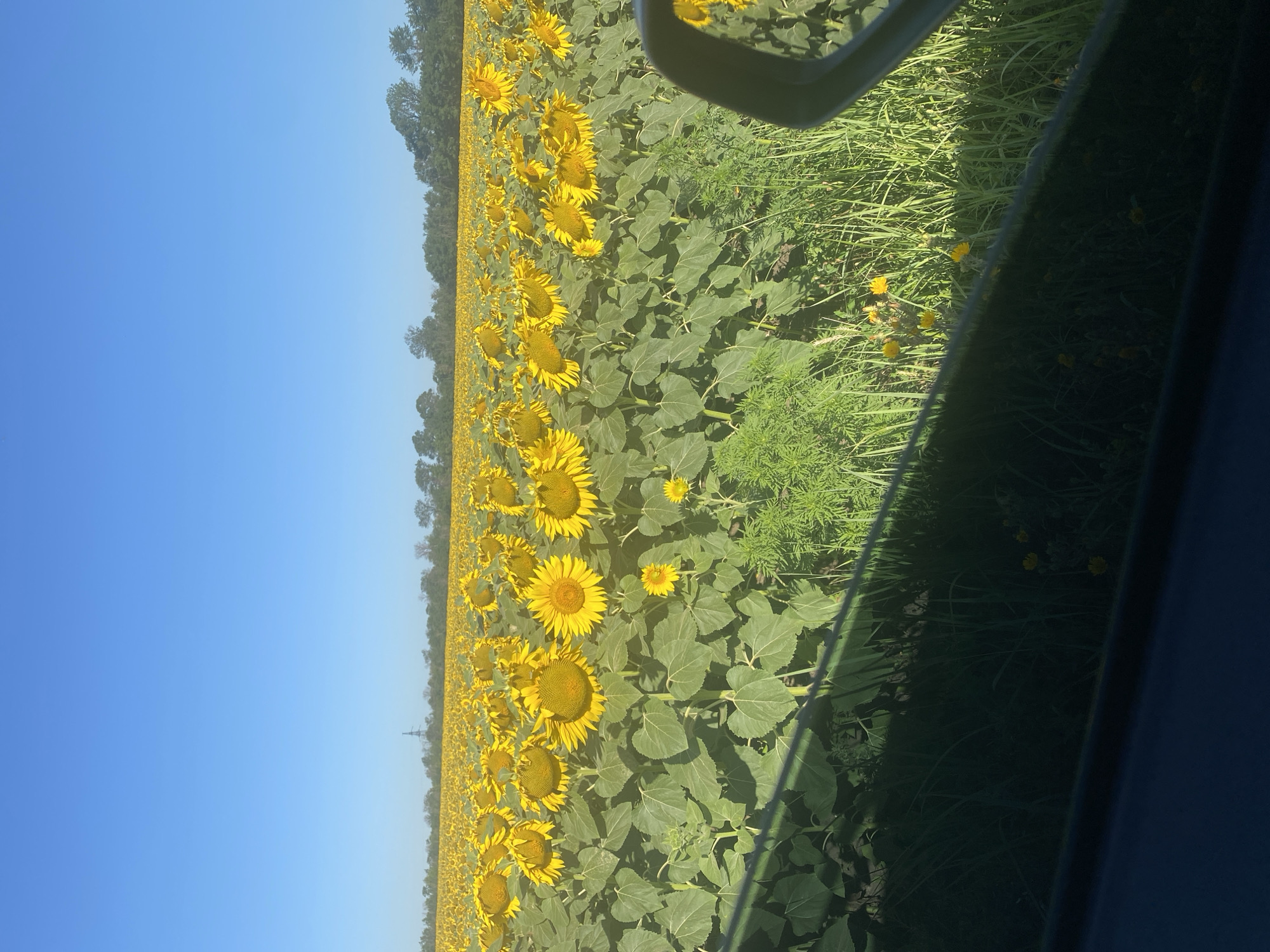 The image depicts a vast field of sunflowers under a clear blue sky. The sunflowers are in full bloom, with their bright yellow petals facing the sun. The field stretches out towards a distant treeline, with a few scattered power lines visible in the far distance. The foreground of the image is partially obscured by a dark, reflective surface, possibly a car window, which shows a distorted reflection of the sunflowers and the surrounding greenery. The overall scene is one of natural beauty and rural expanse, with the sunlit field of sunflowers dominating the landscape. The location is identified as Novooleksandrivs'ke, Ukraine.