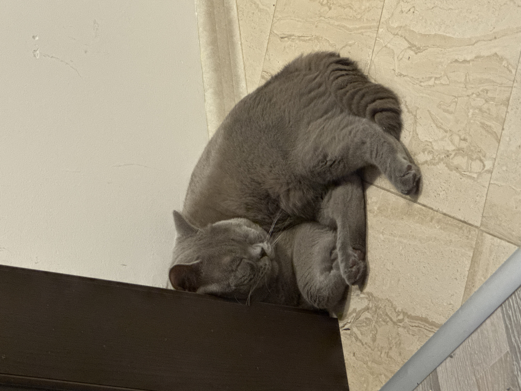 A grey cat is sleeping curled up against a dark brown door jamb on a beige tiled floor. The cat's eyes are closed, and its head is resting against the door jamb. The cat's body is positioned to its right, with its tail curled around its hindquarters. The background consists of a white wall with a beige baseboard. A grey cylindrical object is partially visible in the lower left corner of the image. The scene appears to be indoors, possibly in a residential or commercial building. There is no information available about the location in Varna, Bulgaria.
