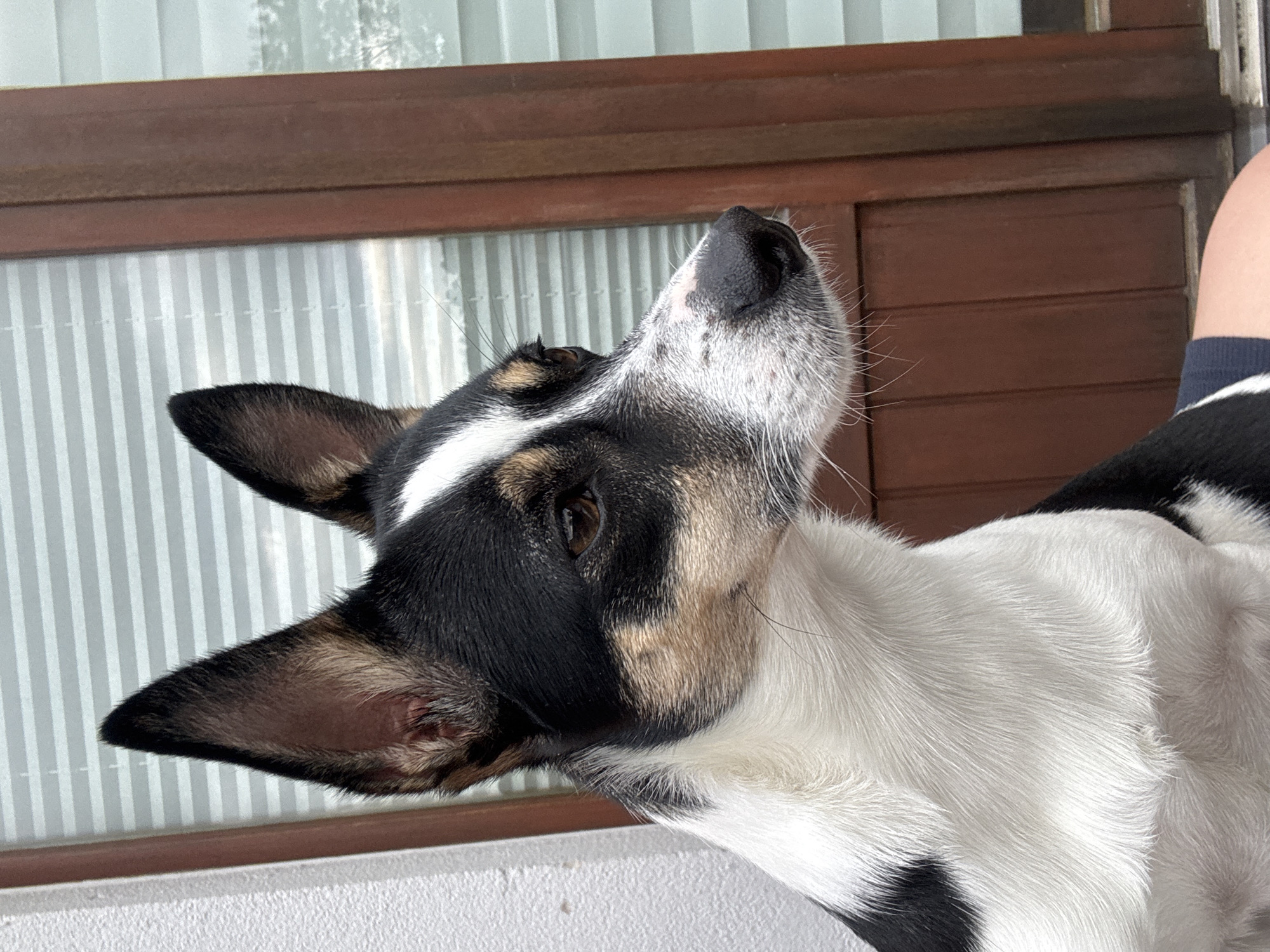 A medium shot, side profile of a black, white, and tan dog is captured outdoors. The dog has erect ears, dark eyes, and a black nose with white whiskers. It is positioned in front of a window with horizontal blinds and a dark brown wooden doorframe. To the left of the dog, a textured white wall is visible. The dog appears to be sitting or resting.