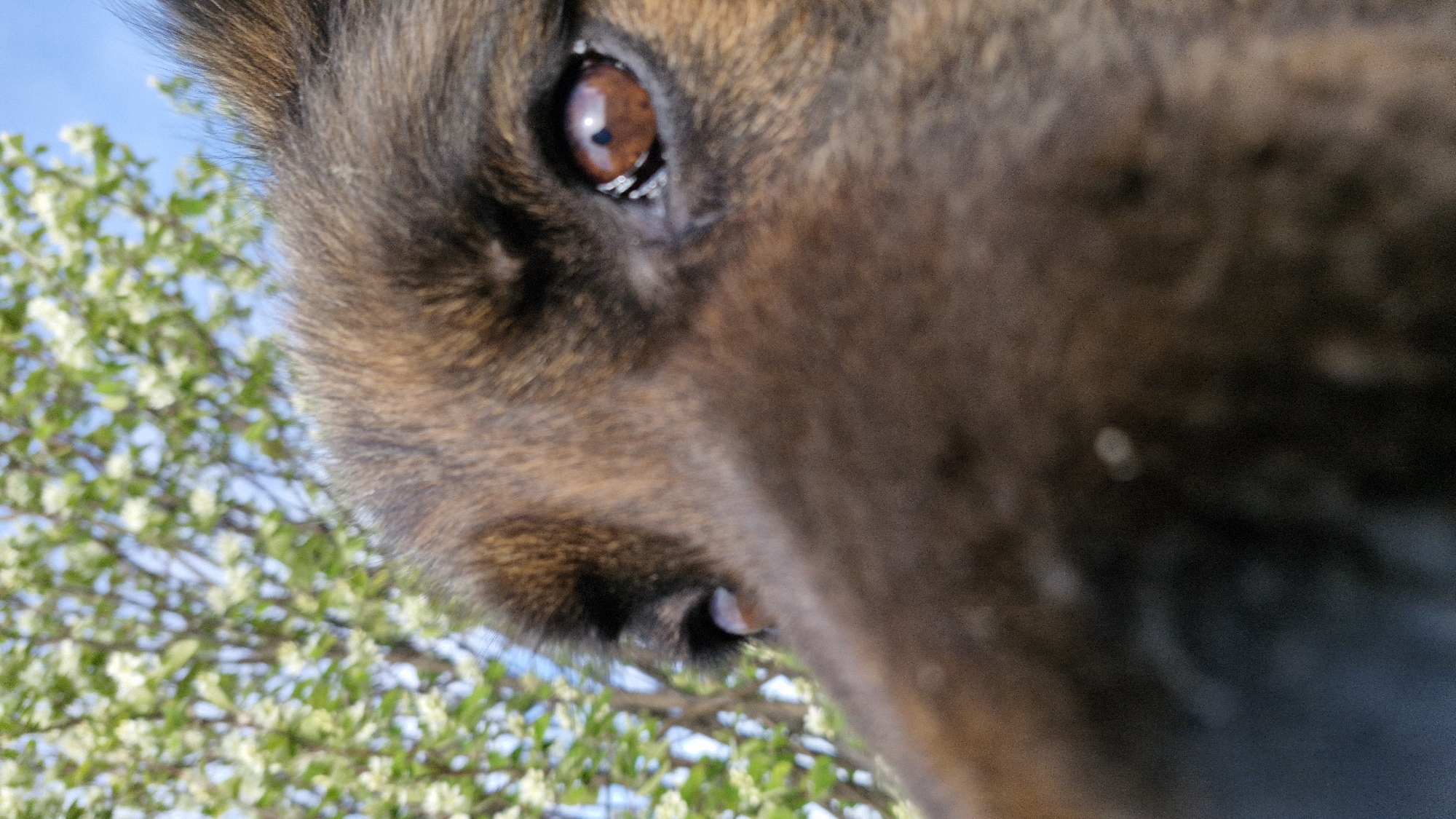 A close-up, low-angle shot focuses on the face of a brown and tan dog, capturing the eye and snout in sharp detail. To the left, a tree with small white blossoms is visible against a blue sky. The setting is likely outdoors, with natural lighting.