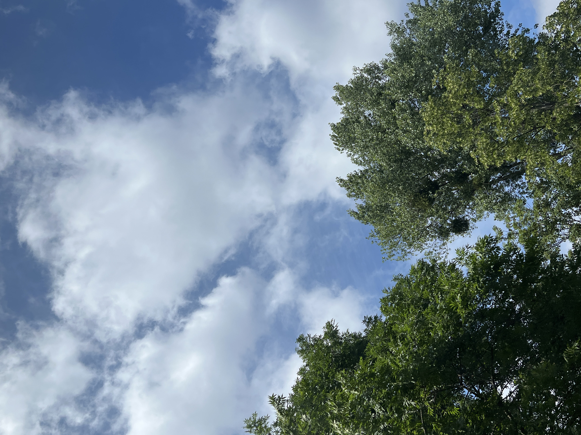 The image captures a view looking upwards towards a blue sky dotted with white, fluffy clouds. Two large trees dominate the lower portion of the frame, their green foliage a stark contrast to the sky. The tree on the left is denser with leaves, while the tree on the right has a more sparse canopy, revealing more of the sky and a visible clump of what appears to be mistletoe. The scene is set outdoors, with no visible human presence or urban infrastructure, suggesting a park or natural area within Warsaw, Poland.