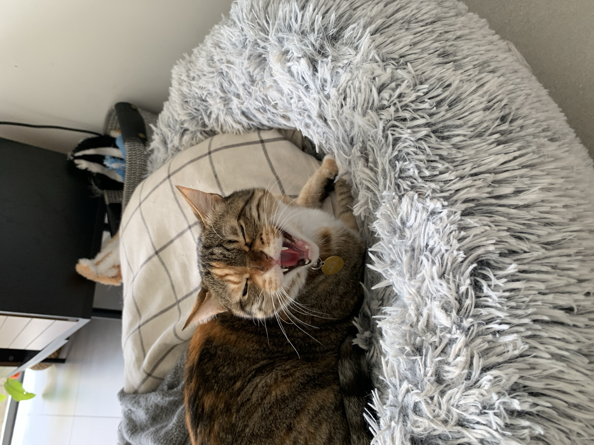 The image depicts a cat yawning in a gray, fluffy pet bed. The cat is a tortoiseshell tabby with brown, black, and orange markings, a gold collar tag, and open mouth. The bed is placed on top of a white checkered pillow. The cat is situated in a room; part of a black table and assorted soft objects can be seen on the left side of the frame. There is no information available to determine a location in Tel Aviv, Israel.