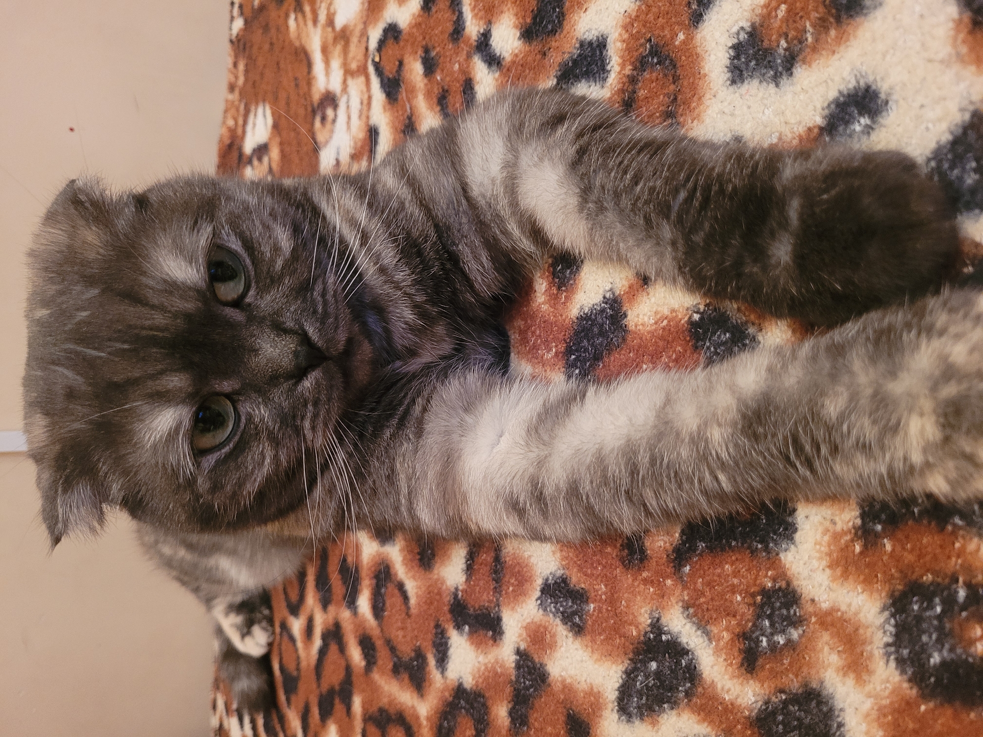 A greyish-brown tabby cat with green eyes is captured in a close-up, indoor shot. The cat, possibly a Scottish Fold due to its distinctive folded ears, is lying on a soft blanket or rug that features a prominent brown and black leopard print pattern. Its fur displays a mackerel tabby pattern on its body, transitioning to more classic tabby markings on its face and head, with lighter grey and white fur on its underside and paws.
The cat is positioned facing directly towards the camera, with a calm and direct gaze. Its front paws are extended forward, resting on the leopard print material. In the background, a plain, light beige or cream-colored wall or piece of furniture is visible. The lighting appears even, suggesting an indoor setting without harsh shadows, and the time of day is not discernible. No specific weather conditions are indicated. There is no visible text in the image. This scene takes place in Izhevsk, Russia.