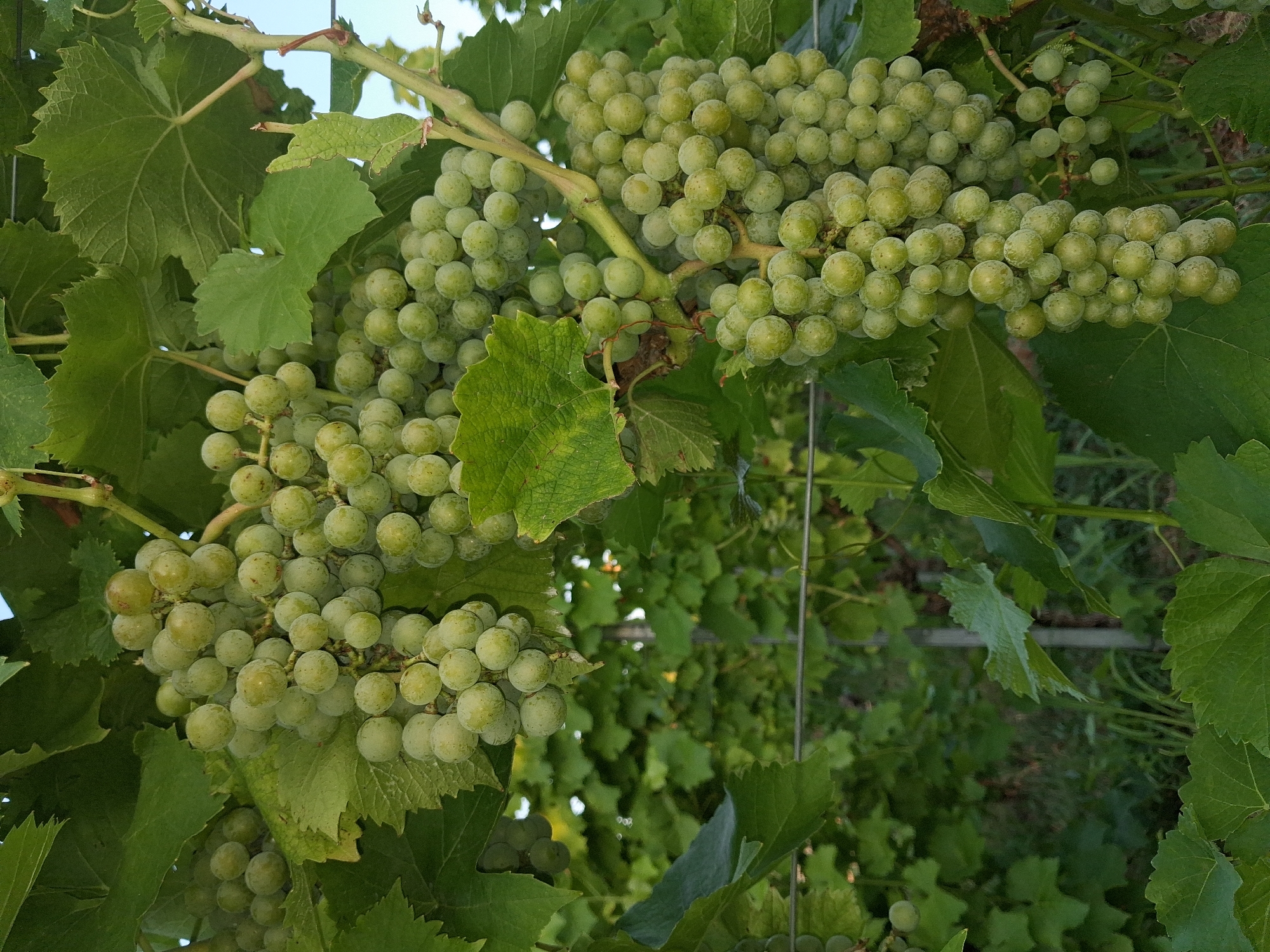 A close-up, vertical shot shows a cluster of green grapes hanging from a vine. The grapes are round and appear to be unripe, with a light green hue. They are arranged in bunches, some large and dense, others smaller and more sparse. The surrounding leaves of the grapevine are also green, with some appearing wilted or damaged. The background is blurred, showing more green foliage and what appears to be a vineyard setting. The lighting suggests it is daytime, possibly late afternoon due to the warm tones. There are no people or animals visible in the image. The location is Offenburg, Germany, likely within a vineyard given the subject matter.