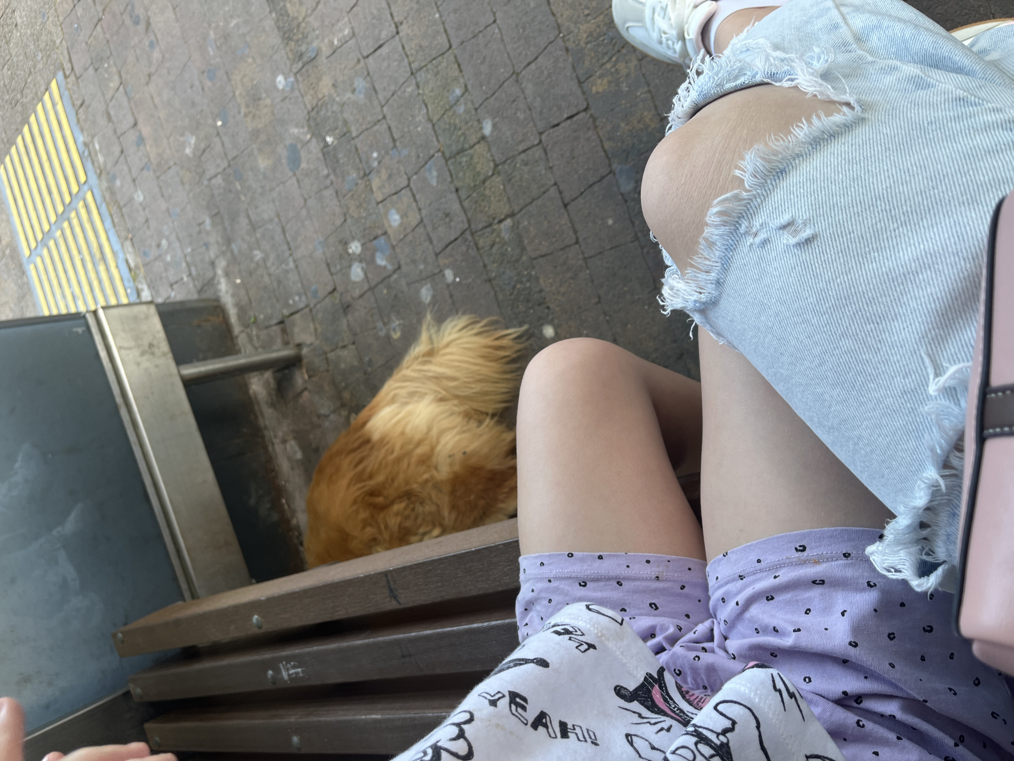 This is a top-down, eye-level shot of a person's legs and a dog. The person is wearing ripped denim shorts and light purple shorts with black polka dots underneath, and white sneakers. The dog, which appears to be a Golden Retriever, is lying down on some wooden steps, with its back and tail visible. The scene is outdoors, with a textured ground of cobblestones and yellow tactile paving visible in the upper left corner. A metal railing and dark, reflective surface are also present. The overall impression is casual, possibly a moment of rest outdoors. The lighting suggests it's daytime, and the setting could be a public area with seating, like a park or a street. The dog's presence suggests a pet-friendly location.
