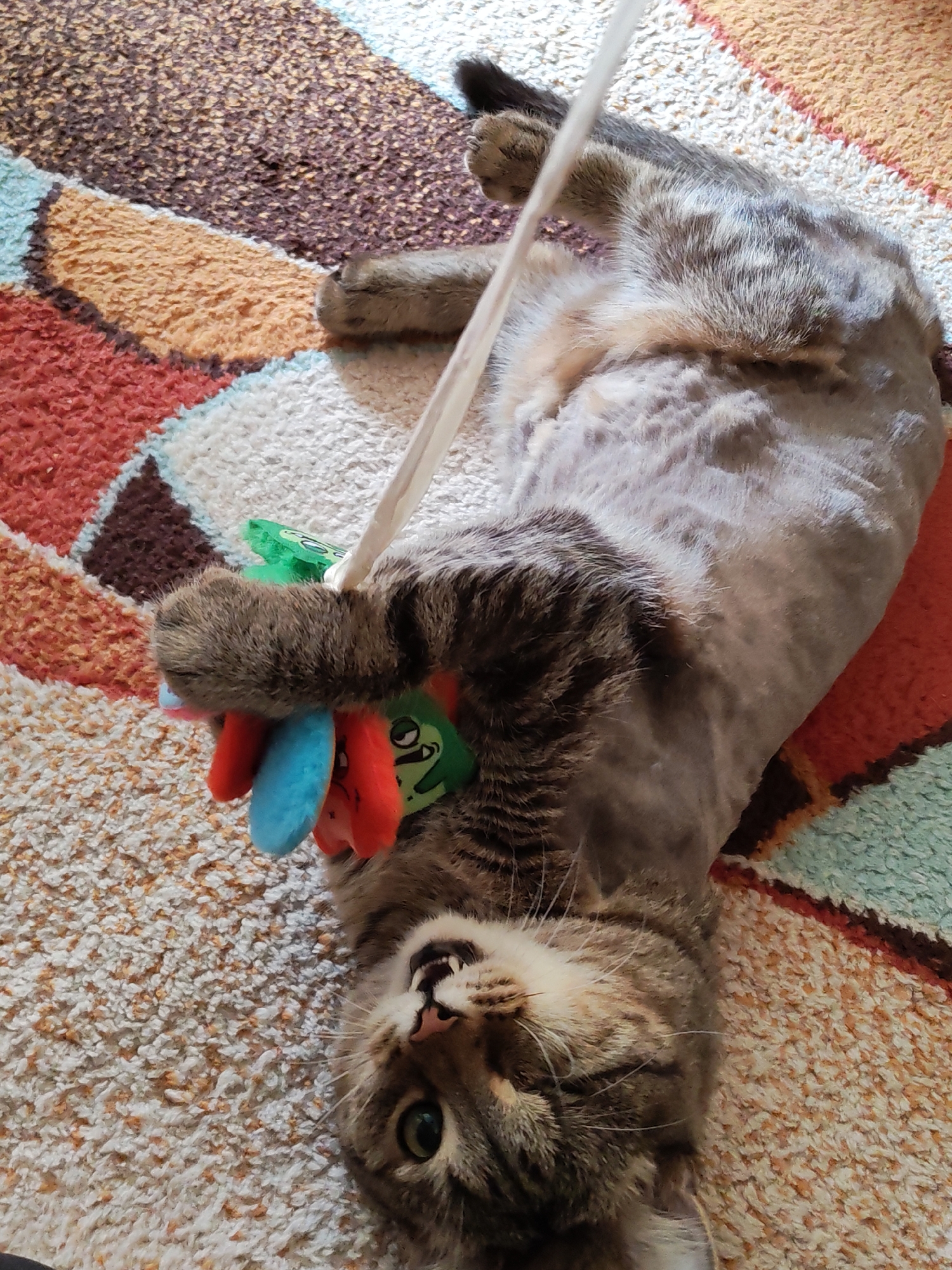 A tabby cat lies on its back on a multi-colored rug, clutching a toy with colorful felt appendages. The cat's abdomen and legs appear to have been shaved. The location is not discernible from the image.