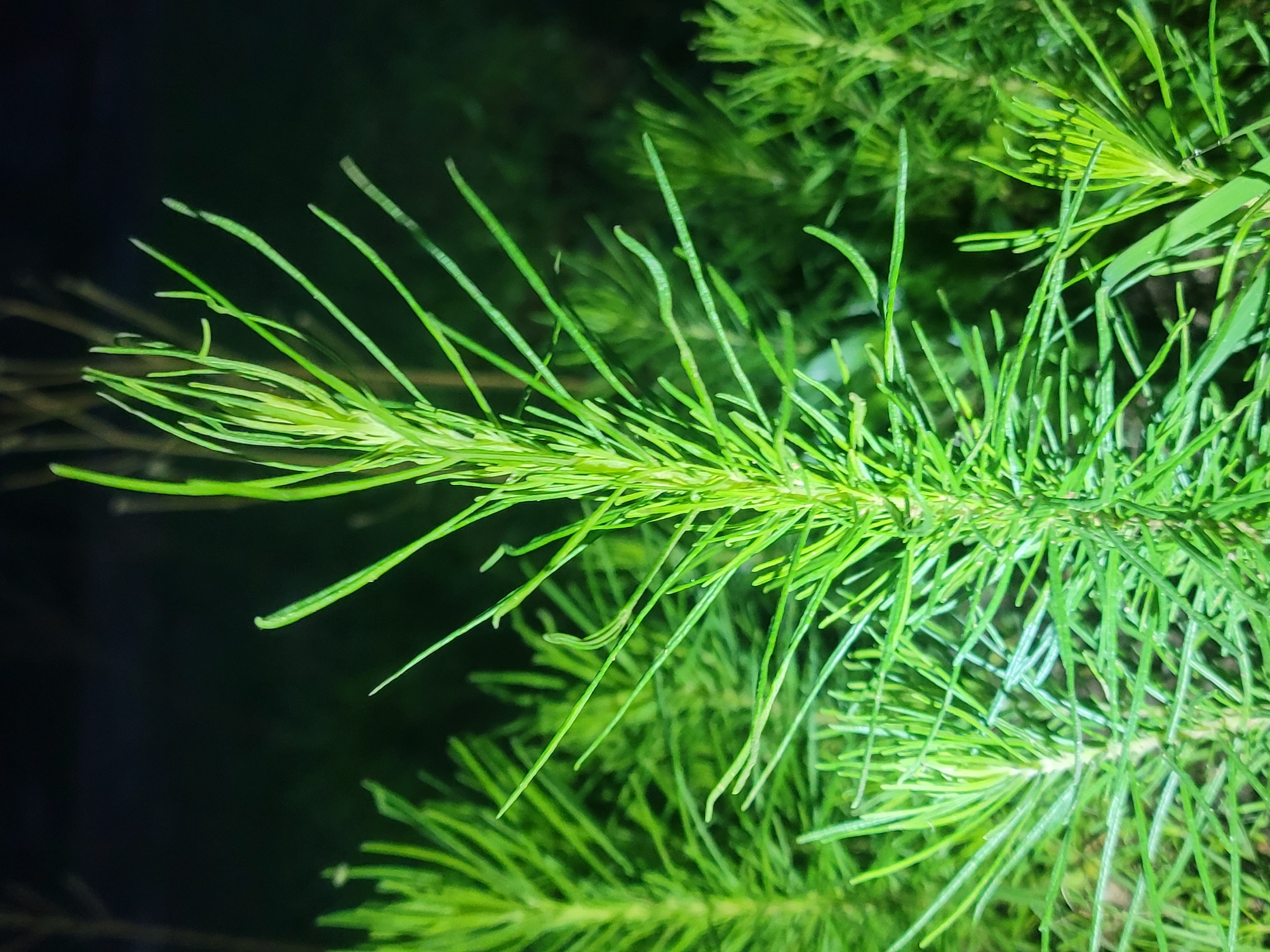 The image is a close-up, low-light photograph of a cluster of bright green, needle-like plants. The central plant is in focus, displaying a feathery appearance with numerous thin, elongated leaves radiating outwards. The background is dark and out of focus, with faint vertical shapes that could be other plants or branches. The lighting appears to be artificial, possibly from a flashlight, casting a bright glow on the foliage and creating a stark contrast with the dark surroundings. There are no people or discernible human activity in the image. The setting suggests an outdoor environment, potentially a garden or natural area, at night. The location is identified as Gura Top, Nigeria.