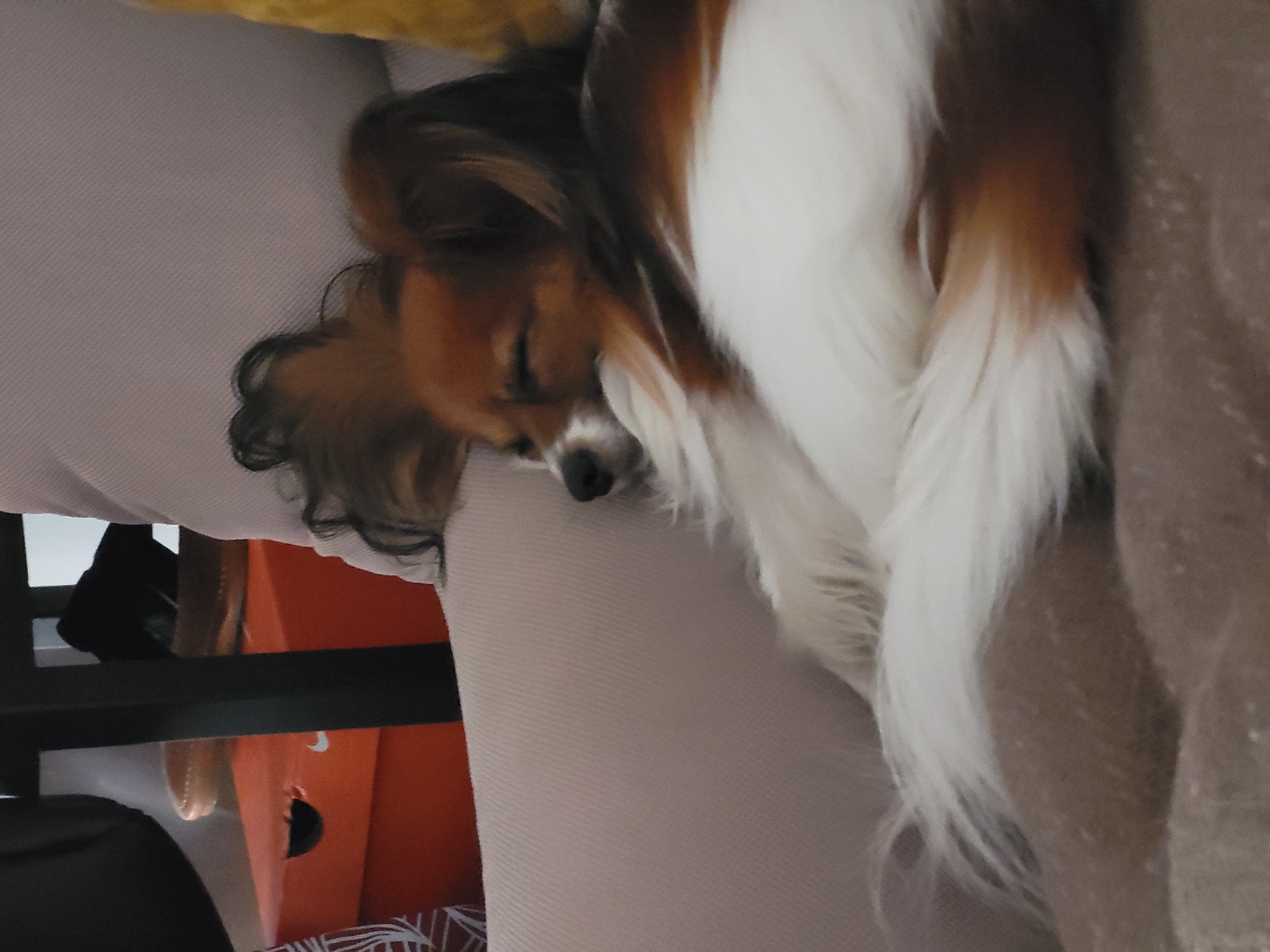 A small, long-haired dog is peacefully sleeping, curled up on a light beige or tan upholstered sofa or chair, indoors in Budva, Montenegro. The dog's fur is a mix of white, brown, and black, with particularly fluffy white fur visible on its body and tail. Its head is down, and eyes are closed, indicating deep slumber. In the background, partially visible beneath the furniture, are several bright orange boxes. One of these boxes clearly displays a black "swoosh" logo, characteristic of the Nike brand. A black horizontal bar, likely part of a furniture frame or shelving, runs across the lower left portion of the image. A patterned fabric, possibly a blanket or cushion with a white and dark design, can be seen below the orange boxes. The overall atmosphere is one of calm and domestic comfort.
