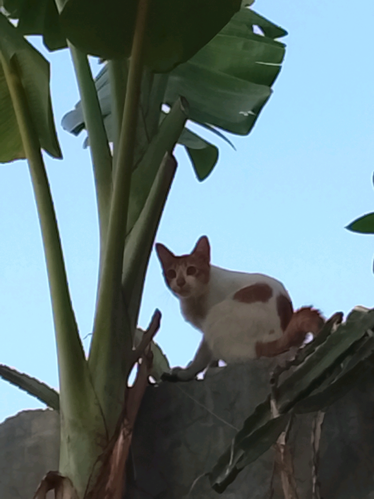 A ginger and white cat sits on a wall, looking towards the camera. The cat is mostly white with ginger patches on its back and tail. It is positioned amongst large green leaves and against a clear blue sky. The scene appears to be outdoors, possibly in a residential area, given the presence of plants and a wall. There are no people visible in the image. The image is taken from a low angle, looking up at the cat. The quality of the image is somewhat blurry, suggesting it may have been taken with a mobile phone camera. The location in the city of Slawi, Indonesia is not evident from the visual information present in the image.