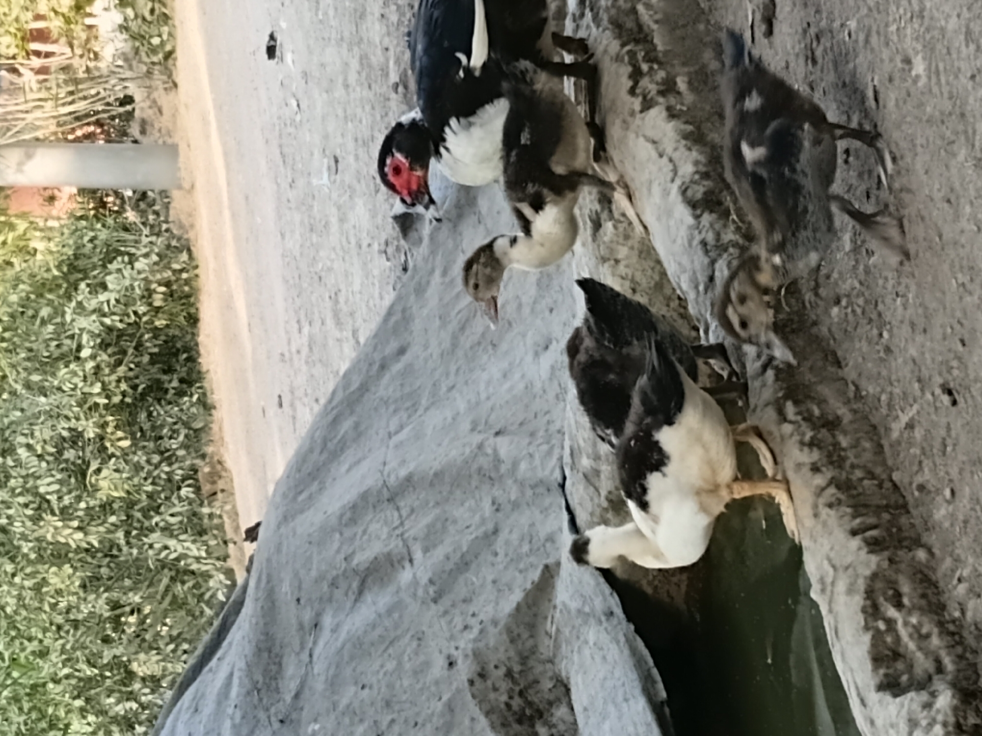 The image depicts a group of ducks near a body of water in Margo Rukun, Indonesia. The ducks are of various ages, with adult ducks having black and white plumage and distinctive red patches on their faces. Younger ducklings are present, appearing darker in color with mottled patterns. They are positioned on a rough, rocky surface next to a murky green pool of water. In the background, there is dense green foliage, a dirt path, and a light-colored pole. The overall scene suggests an outdoor environment in a somewhat natural or semi-natural setting within Margo Rukun.