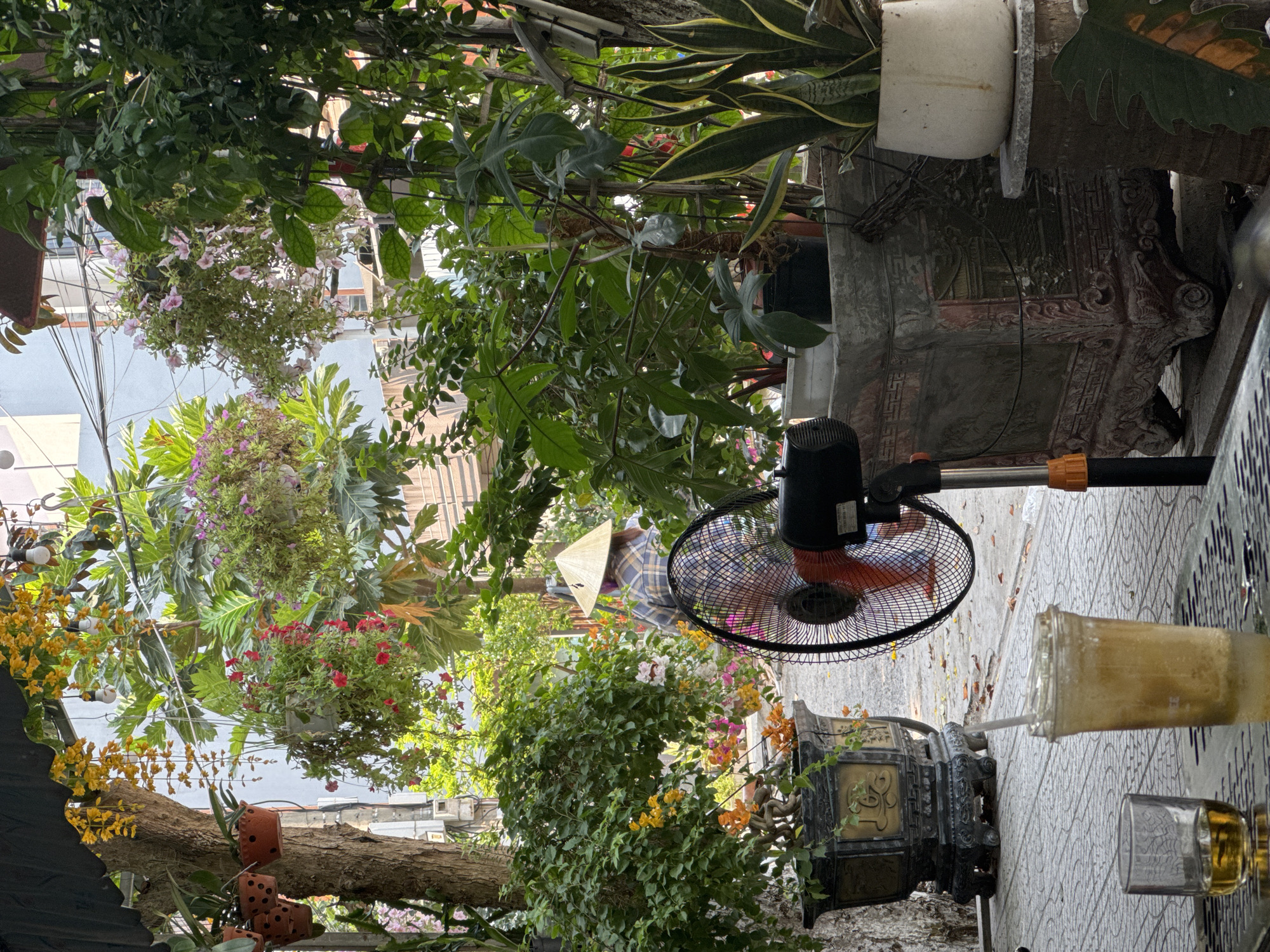 The image shows a scene likely in a café or outdoor seating area in Đà Nẵng, Vietnam. The camera angle is low, looking upwards through a canopy of lush greenery and hanging plants. The vegetation includes flowering plants with pink, red, and yellow blossoms.
In the midground, a person wearing a traditional Vietnamese conical hat is partially visible amidst the foliage. An electric fan with orange blades is positioned nearby, suggesting an effort to provide relief from the heat.
On the right side of the frame, there is a table with a glass bottle containing a yellow liquid, possibly beer or juice, and an empty glass. An ornate, dark-colored metal lantern sits near the table. The ground is tiled with a gray and white geometric pattern.
The background features glimpses of buildings, indicating an urban setting. Overall, the scene depicts a blend of nature and urban life, typical of many cafes in Vietnamese cities.