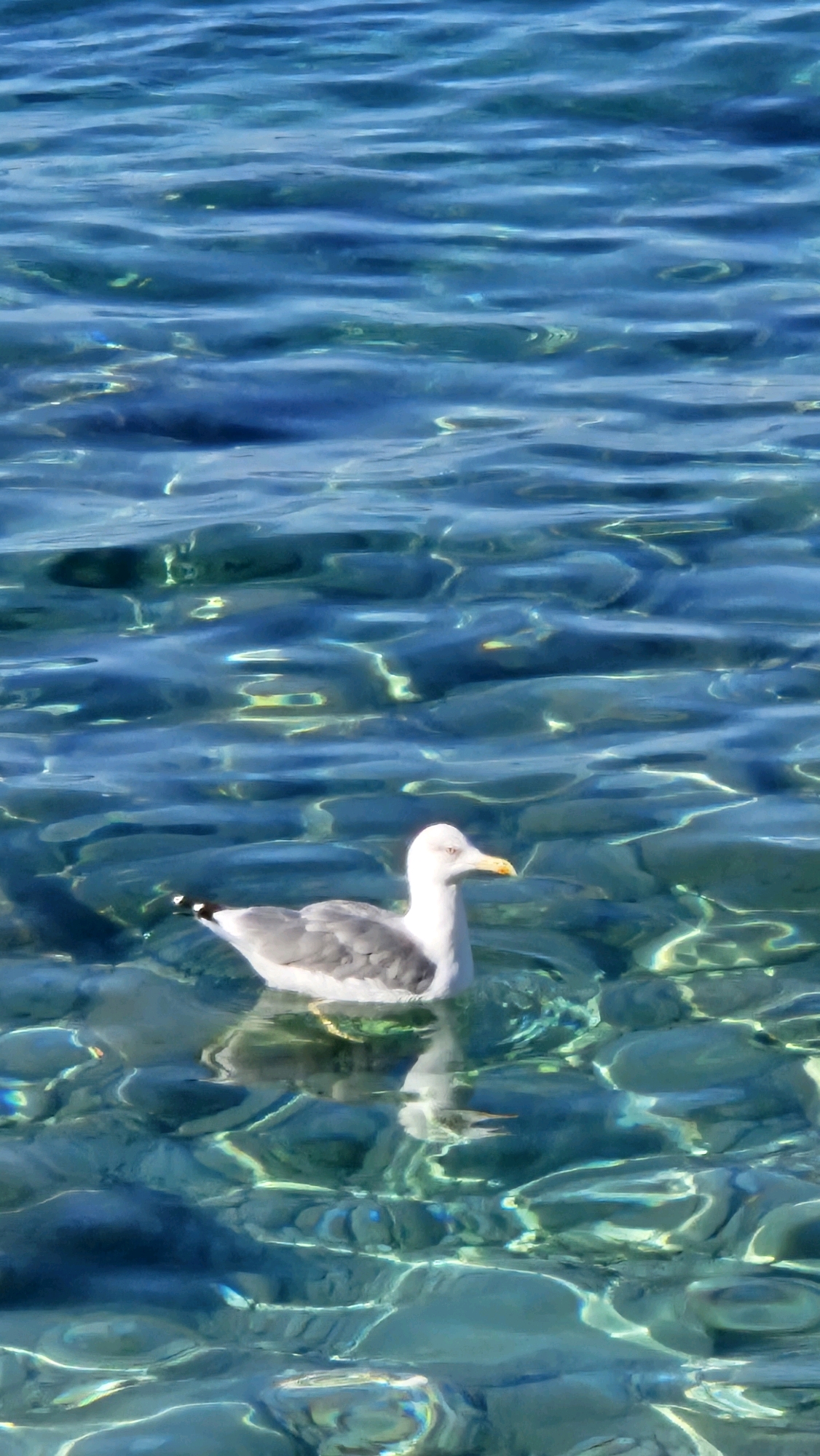 A seagull with white and gray plumage floats on the surface of clear, blue water. The water is rippling, creating patterns of light and shadow. The bottom of the body of water is visible through the translucent surface, appearing as a collection of smooth, rounded stones. The lighting suggests a sunny day. The scene is an outdoor natural environment, likely a coastal area.