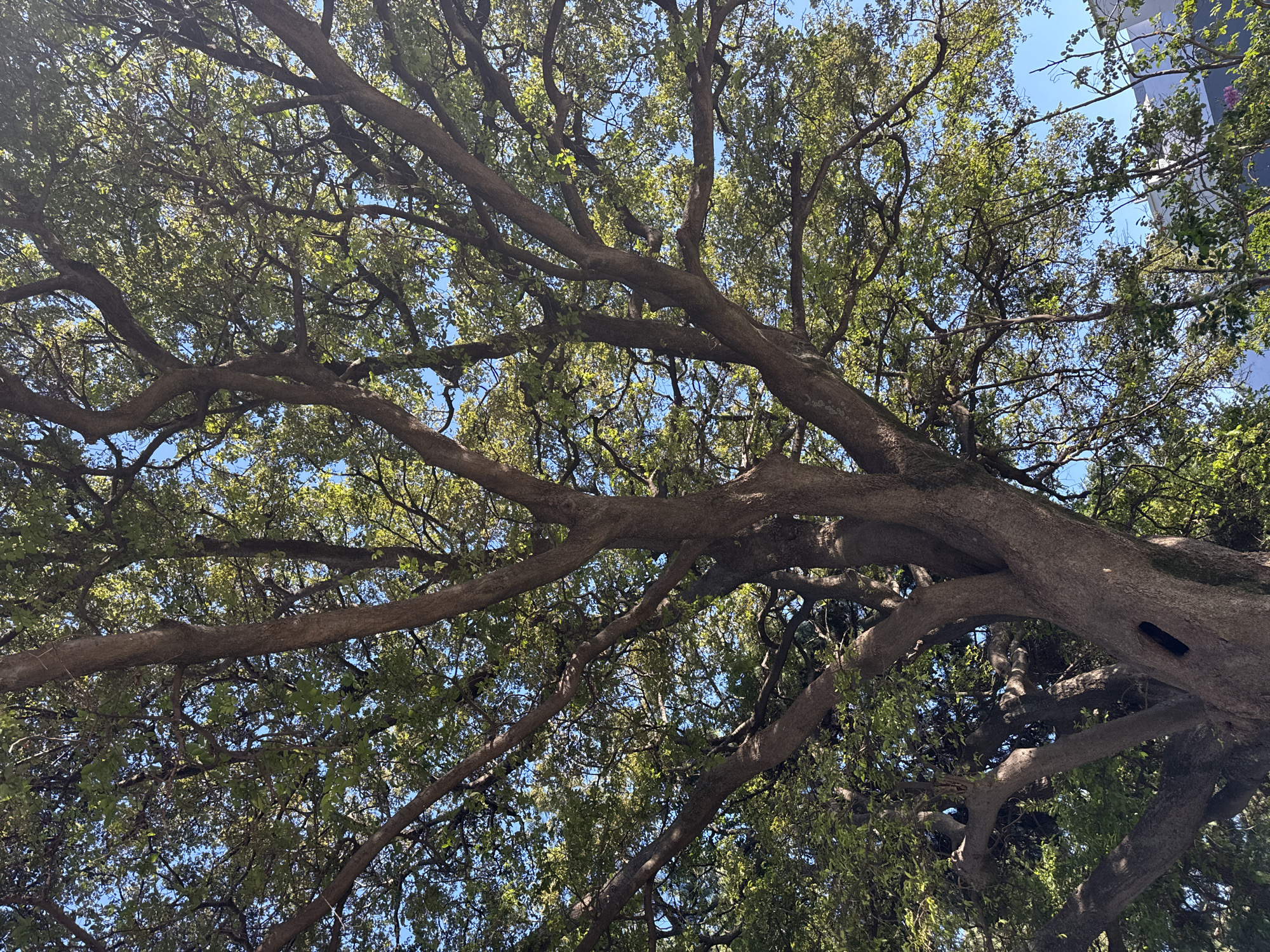 A low-angle, full-frame shot captures the expansive canopy of a large tree with thick, gnarled branches against a bright blue sky. The trunk of the tree, with its rough bark, is visible in the lower portion of the frame, showing a dark, elongated hollow or hole. The branches spread out widely, creating a dense network that is partially filled with green leaves, some of which are illuminated by sunlight, creating a dappled effect. The leaves appear vibrant and healthy. In the far background, peeking through the leaves and branches, are glimpses of a modern building with white and dark grey elements and some other vegetation. The overall scene is dominated by the natural form of the tree, suggesting it is outdoors in a location that receives ample sunlight.