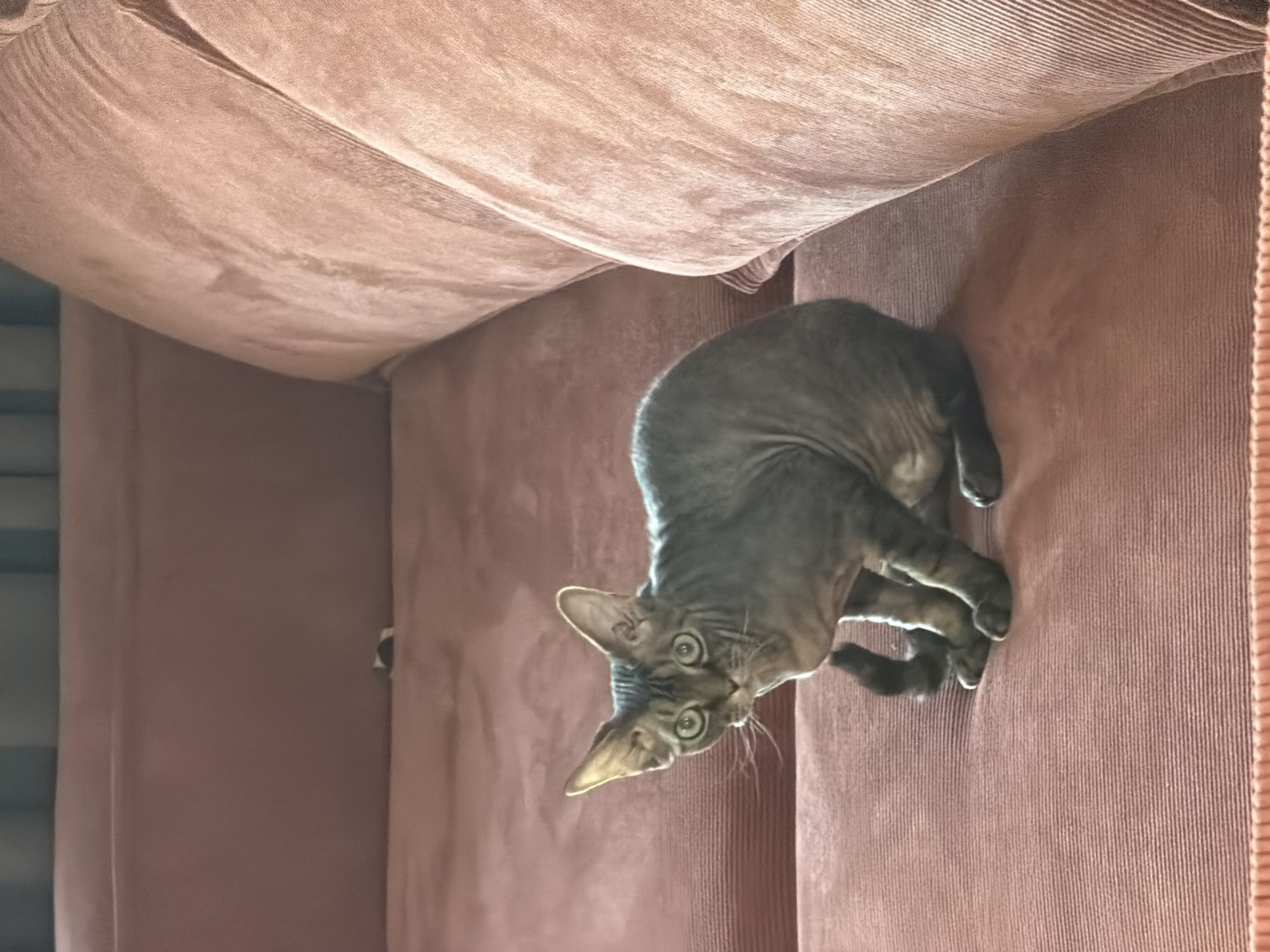 A gray tabby Devon Rex cat sits on a pink corduroy couch. The location is Prikamskii, Russia.