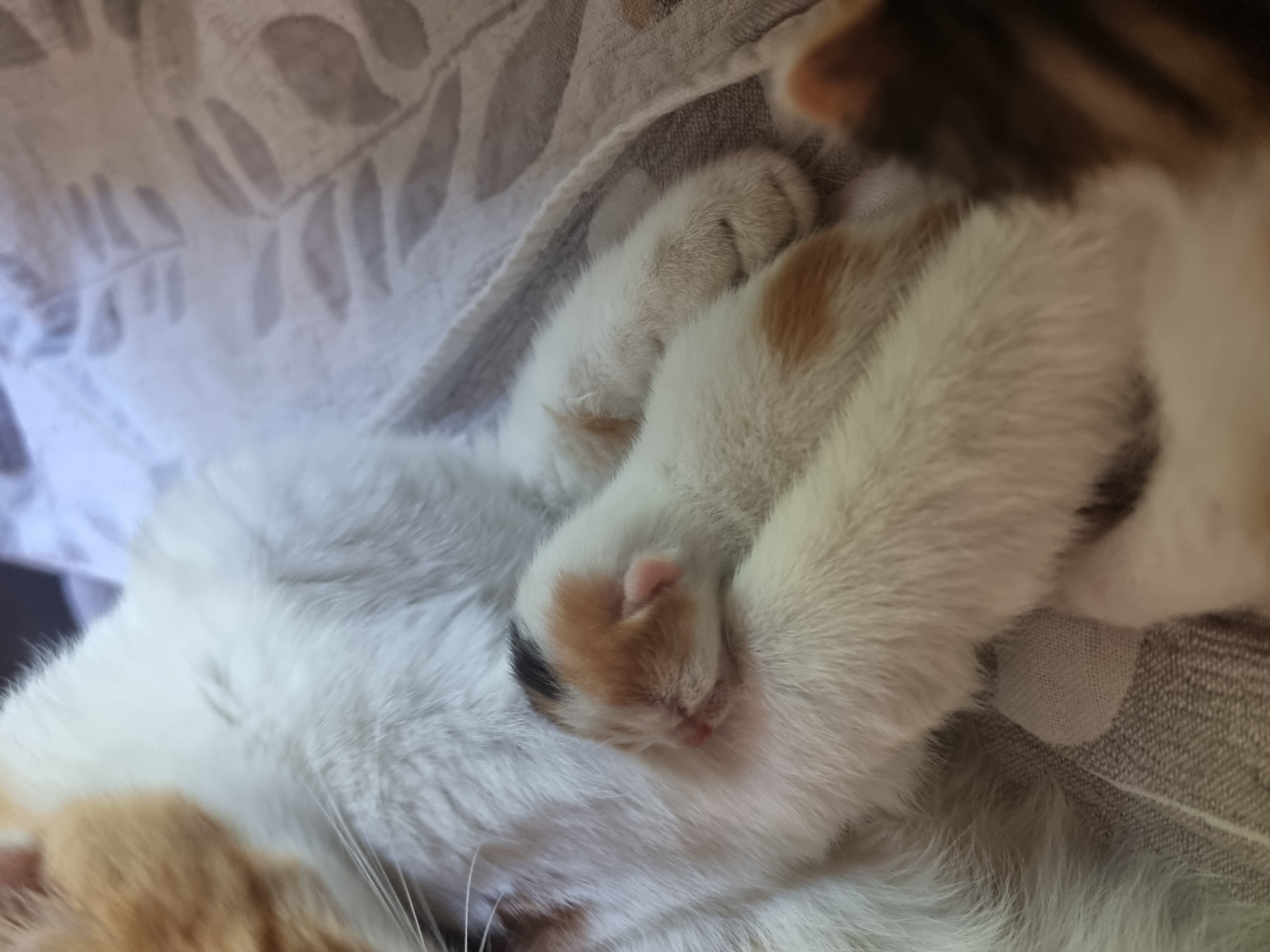 A close-up, eye-level shot shows a calico mother cat nestled with a tiny calico kitten. The mother cat is predominantly white with patches of orange and black. The kitten, also calico, is curled against the mother's side, its face tucked into her fur. The background is a patterned blanket in shades of grey and white. The scene appears to be indoors, likely in a residential setting. There is no visual information available to determine the location as Copanca, Moldova.