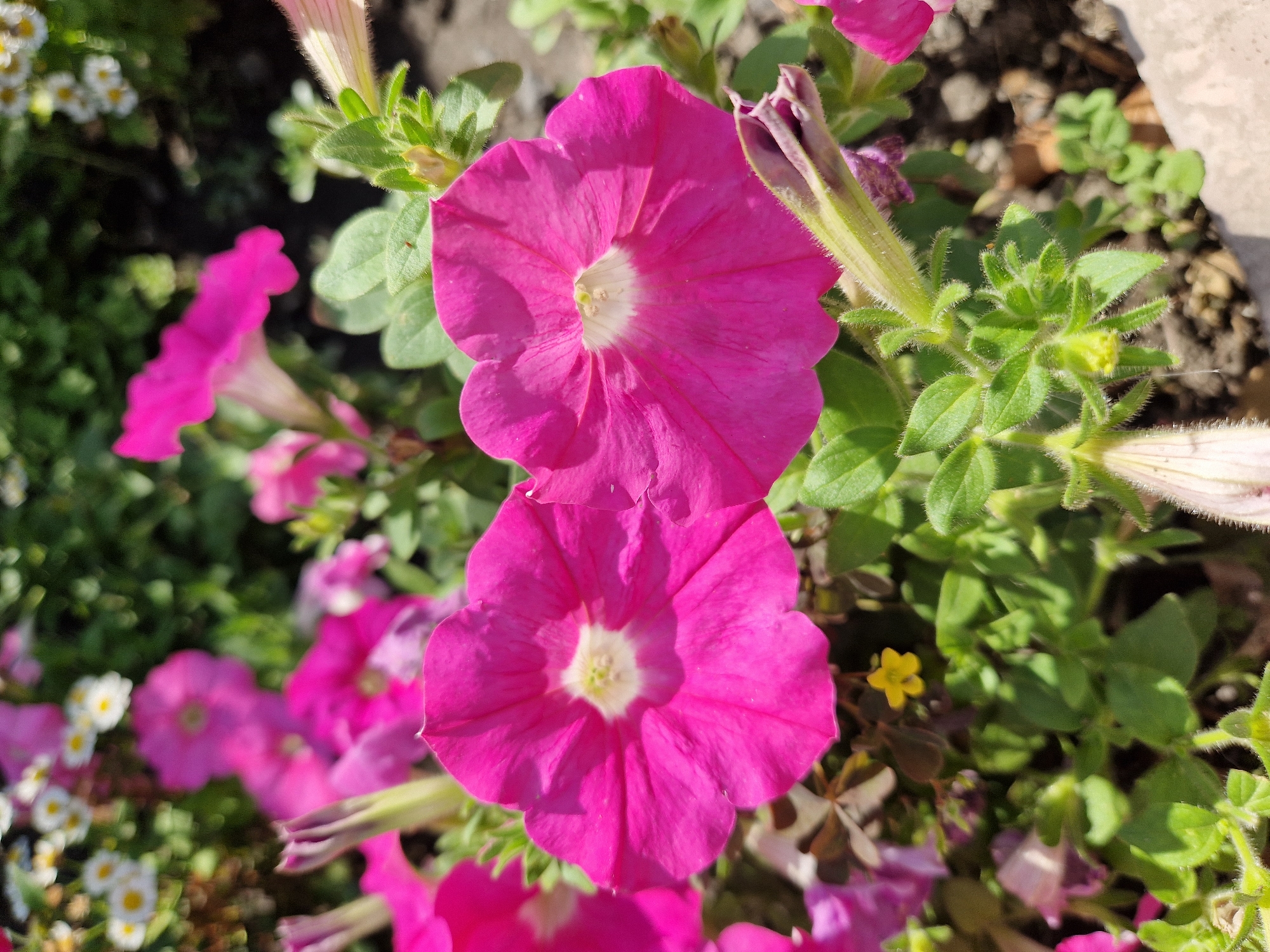 A close-up, eye-level, vertical shot showcases two vibrant fuchsia petunias in full bloom, dominating the foreground. The flowers, with their delicate ruffled petals and creamy yellow centers, are the primary subjects. Green, fuzzy leaves and stems surround the blooms, some appearing slightly wilted or in the process of blooming. In the background, out-of-focus pink and white flowers, possibly daisies and more petunias, create a soft, blurred backdrop. The overall impression is one of a lush, sun-drenched garden. The scene is devoid of any human presence or activity. The location is unknown.