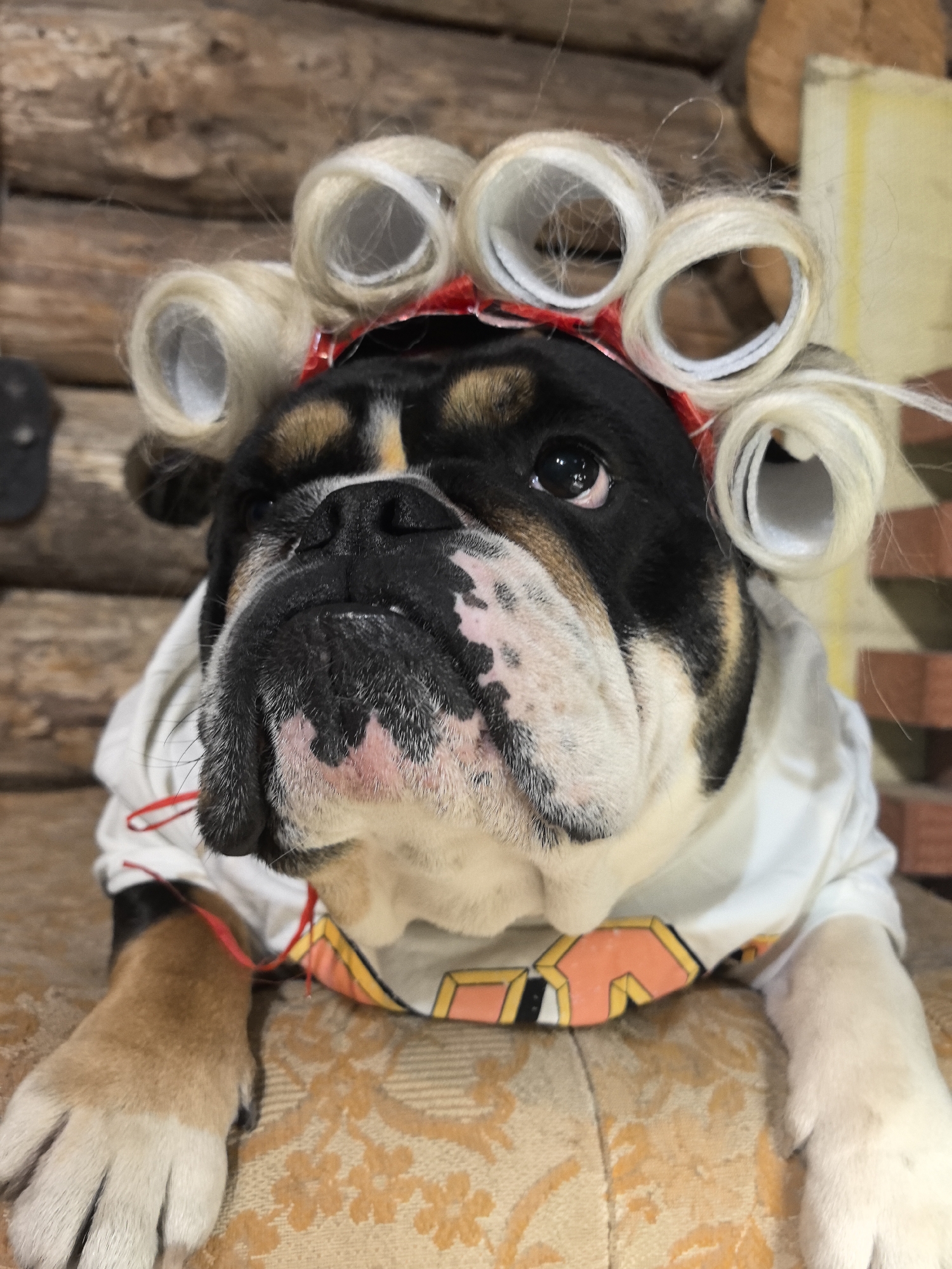A bulldog is positioned indoors, likely on a cushioned surface. The dog is wearing a white shirt and has hair rollers affixed to its head with a red band. The background appears to be a log cabin structure. No evidence suggests the location is in the city of Noviy, Russia.