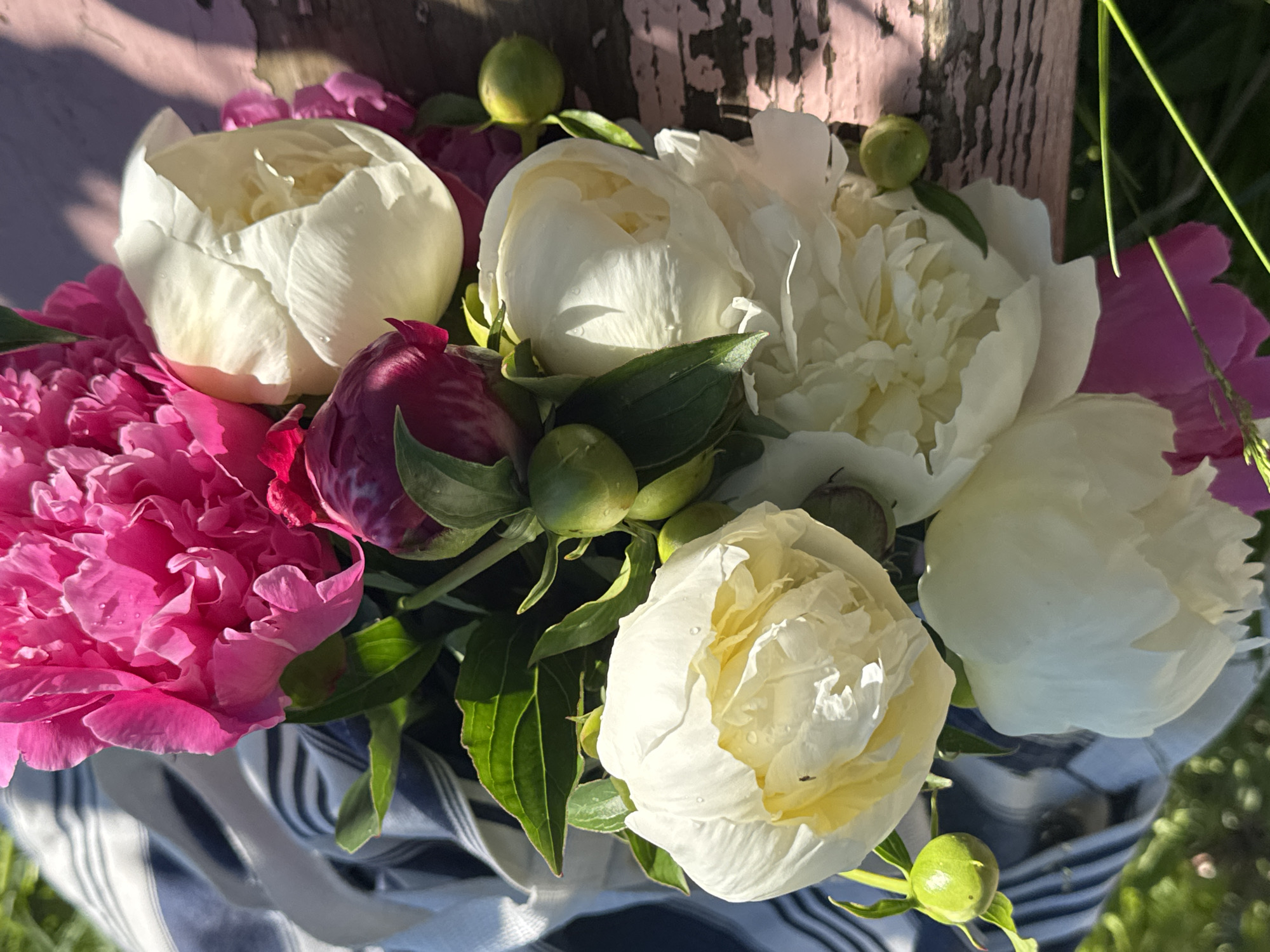 A bouquet of peonies, a mix of vibrant pink and creamy white blooms, rests on a weathered, pink-painted wooden surface. The flowers are partially wrapped in a blue and white striped fabric. Green leaves and a few small green buds are visible amongst the blossoms. The background is softly blurred, showing hints of green grass and sunlight dappling the scene, suggesting an outdoor setting. There is no indication of the city of Chashcha, Russia, or any people present in the image.