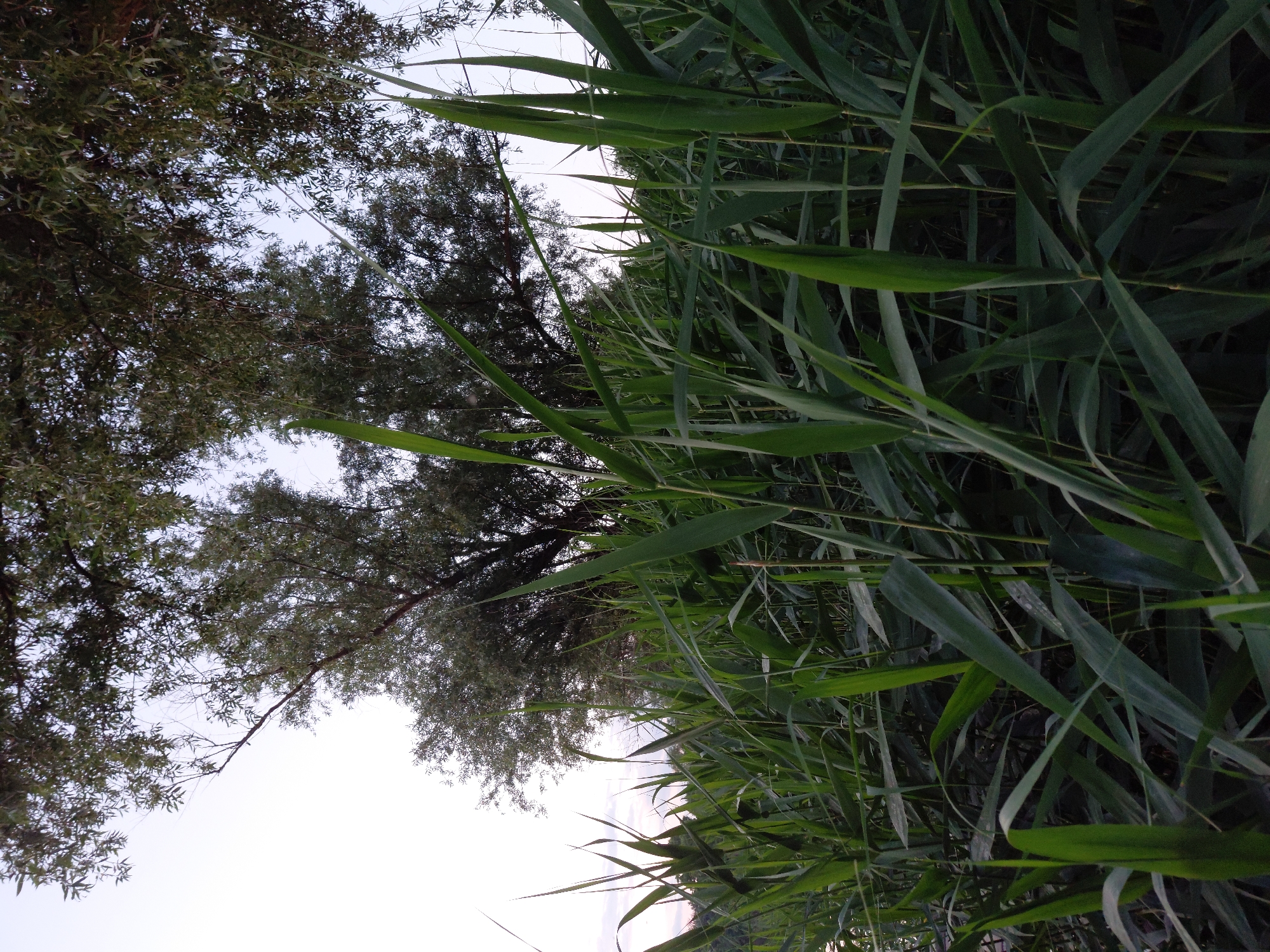 The image depicts a dense thicket of tall, green reeds in the foreground, with the tops of willow trees visible in the background against a pale sky. The reeds are lush and vibrant, with some leaves catching the light. The trees appear to be on the edge of a body of water, as suggested by the overall composition which suggests a natural setting outside of a built-up area. The scene appears to be a natural landscape in Ustyvytsia, Ukraine. There are no people or animals visible in the image. The lighting suggests it may be early morning or late evening.