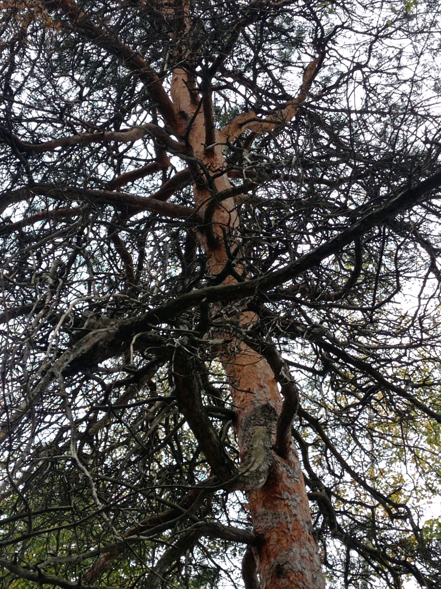 A low-angle medium shot captures the tangled branches of a mature pine tree. The trunk of the tree, rough and reddish-brown, is visible on the right side of the frame, with a large knot or burl protruding from it. The branches, dark and intricate, spread out and intertwine against a pale, overcast sky, creating a dense canopy that obscures much of the background. Some sparse green foliage can be seen among the branches, suggesting it is late spring or summer. The scene is devoid of human presence and appears to be a natural outdoor environment, likely a park or a wooded area within the city of Degtyarsk, Russia.