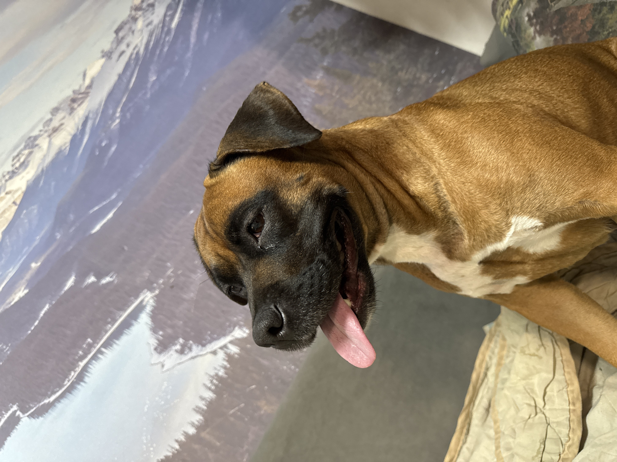 A tan boxer dog with a black mask and pink tongue is lying down. The dog has white markings on its chest. The background consists of a wall covering showing a mountain scene. It is not possible to confirm the location is Chaikovsky, Russia from the image.