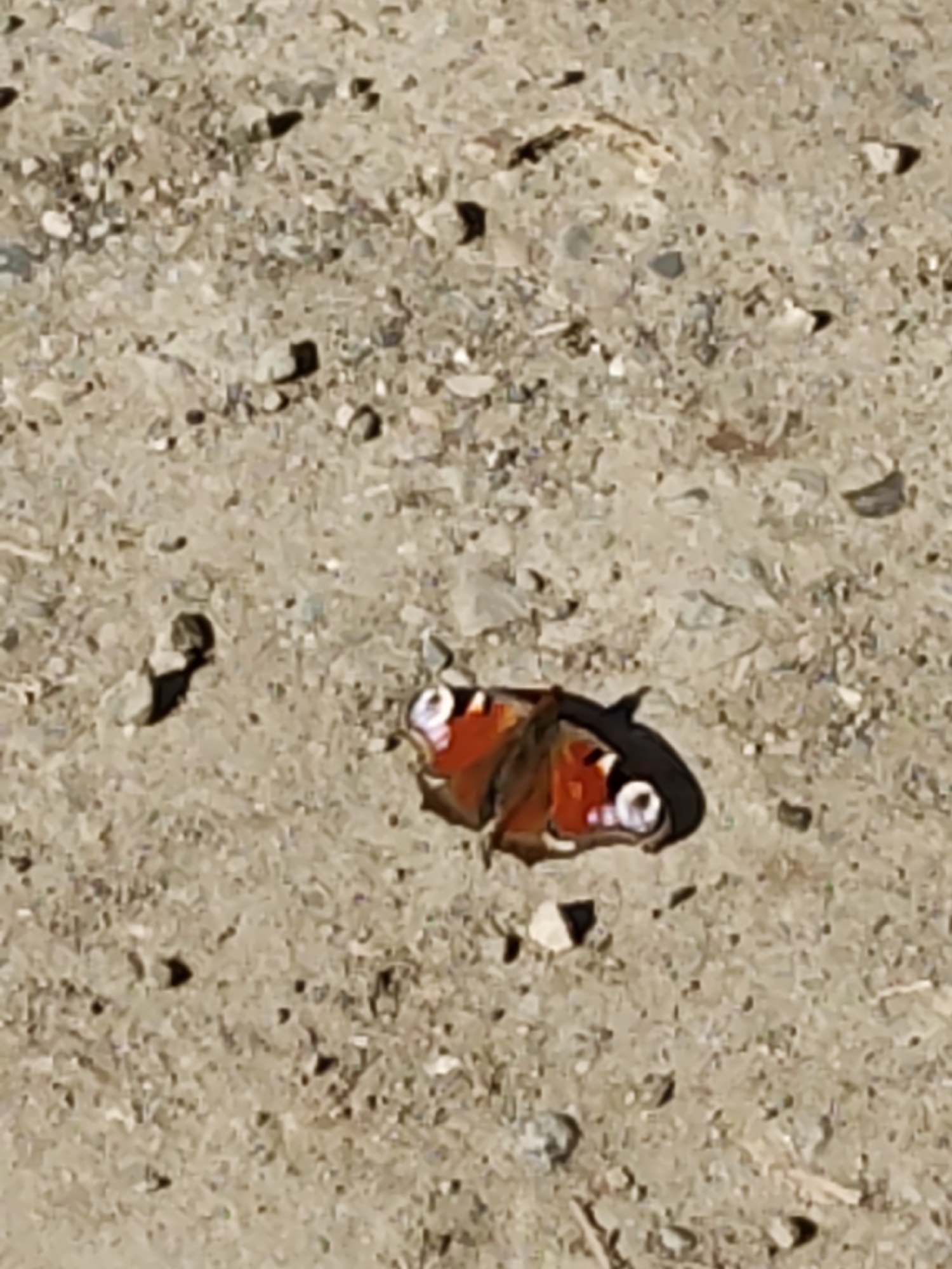 The image displays a vibrant Peacock Butterfly (Aglais io) resting on a sun-drenched, gravelly ground. The butterfly, positioned in the lower-middle section, has its wings slightly open, showcasing its characteristic pattern of deep reddish-orange, black, and distinct blue and white "eyespots" on the hindwings. A clear, dark shadow is cast by the butterfly, indicating bright, direct sunlight.
The ground consists of a mixture of small, light-colored pebbles, grit, and sandy soil, predominantly in shades of beige, light brown, and grey. The texture is rough and uneven, suggesting an outdoor setting like a path, track, or unpaved area. The provided crops help to emphasize the granular detail and varied composition of the ground.
The activity depicted is the butterfly at rest. The bright lighting and sharp shadows indicate a clear, sunny daytime. There are no other subjects, human activity, or visible text in the scene. The image presents a quiet moment in nature within the context of Chaikovsky, Russia.