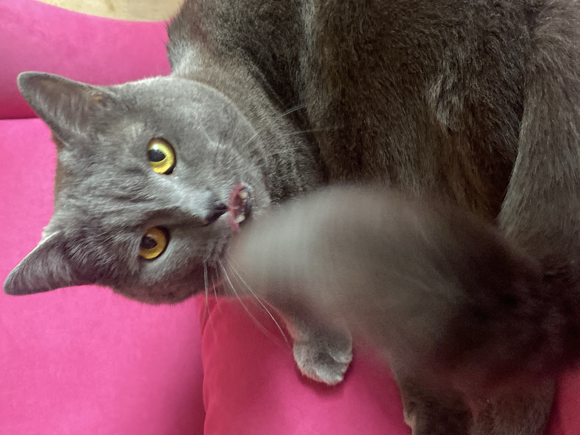 A gray cat with yellow eyes is lying on a bright pink surface. The cat's head is tilted, and its mouth is open, showing its tongue. A blurred gray object, possibly another cat or a part of its own body, is in front of the cat's face. The image appears to be taken indoors. There is no information available about this image being in Votkinsk, Russia.