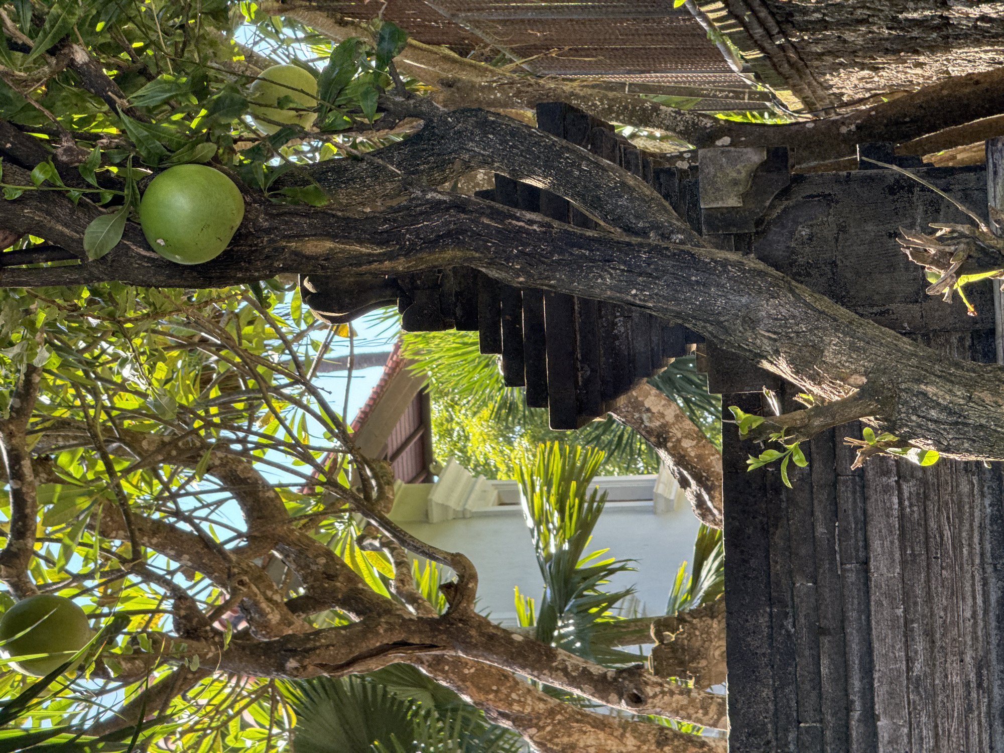 The image presents a vibrant, sunlit scene dominated by the intricate network of a large tree's branches and foliage. The primary subject is a tree laden with several round, bright green fruits, possibly gourds or calabashes, which are prominently displayed against the leaves and branches. Two of these fruits are clearly visible in the upper-left and center-left of the frame, with another partially visible towards the bottom-left.
The tree itself has thick, gnarled branches with textured, dark bark, some of which appear mottled with lighter patches. Lush green leaves fill much of the frame, with sunlight filtering through them, creating bright highlights and casting dappled shadows.
In the mid-ground and background, partially obscured by the tree's canopy, is a dark-colored wooden structure. This appears to be a weathered roof or pergola, with vertical wooden slats or beams visible. Beyond this structure and the tree, a glimpse of a light-colored building with a reddish-brown roof can be seen. Various tropical foliage, including distinct palm fronds, contributes to the verdant background, bathed in bright sunlight. The sky, a clear blue, is visible in several patches through the dense canopy.
The overall impression is one of a bright, warm, tropical day. The strong sunlight indicates it is daytime, likely morning or afternoon. The image captures a serene natural setting with architectural elements nestled within. There are no people or discernible activities taking place. No text is visible in the image. Given the context, the scene is located in Denpasar, Indonesia.