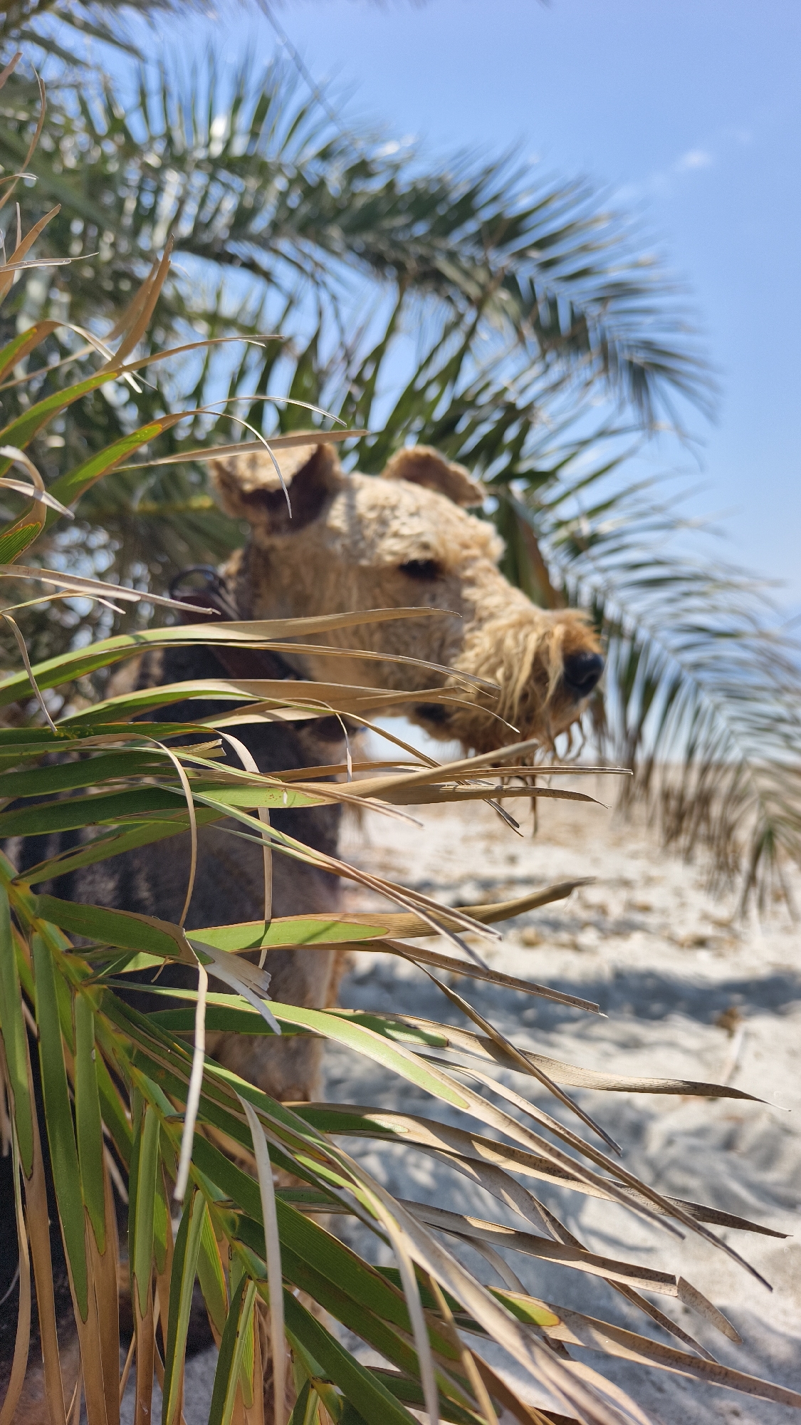 A light brown, shaggy dog is partially obscured by palm fronds in the foreground. The dog, facing to the right, has its head and snout visible, with a dark nose and shaggy facial fur. Its eyes are looking forward, and it appears to be a medium-sized breed. The palm fronds in front of it are a mix of green and dried brown, with some sharp, pointed leaves.
In the background, a blurred sandy area suggests a beach or coastal environment. A large, out-of-focus palm tree dominates the upper right portion of the image, with its fronds fanning out against a clear, bright blue sky. The bright sunlight indicates it is daytime, likely midday or afternoon given the intensity of the light and the shadows. The overall atmosphere is casual and summery, suggesting a relaxed outdoor setting. The location context of Kuşadası, Turkey, is consistent with this type of coastal scenery with palm trees. No text is visible in the image.