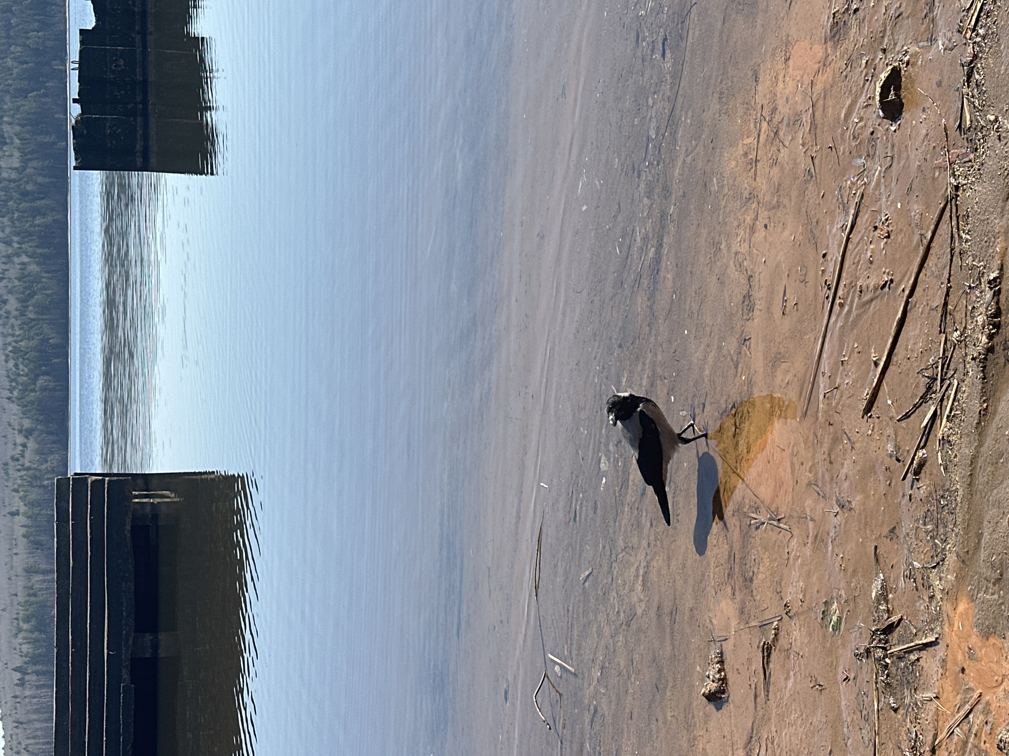 The image shows a body of water, possibly a lake or river, with a concrete structure extending into the water on the left side of the frame. A crow stands near the edge of the water, on a muddy bank littered with debris such as twigs and small pieces of trash. The water appears clear, and there is a visible reflection of the structure in the water. The horizon shows trees or hills in the distance. While the image resembles a landscape within the city of Chaikovsky, Russia, specific geographical identifiers are not discernable.