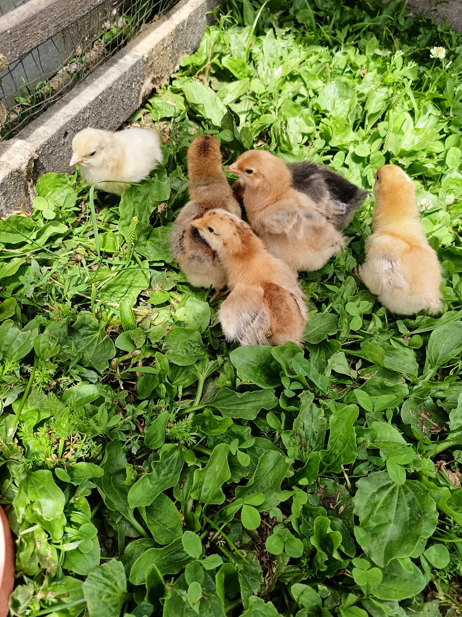 A group of six chicks are scattered on a patch of green grass and broadleaf weeds, near a weathered wooden fence and concrete structure. One chick is light yellow, located on the left side of the frame, positioned closest to the fence. The remaining five chicks are brown and black, huddled together in the center and right side of the image. The environment appears to be outdoors, under natural sunlight, suggesting a rural or suburban setting. No people are visible. The image was captured in Lagovskoe, Russia.