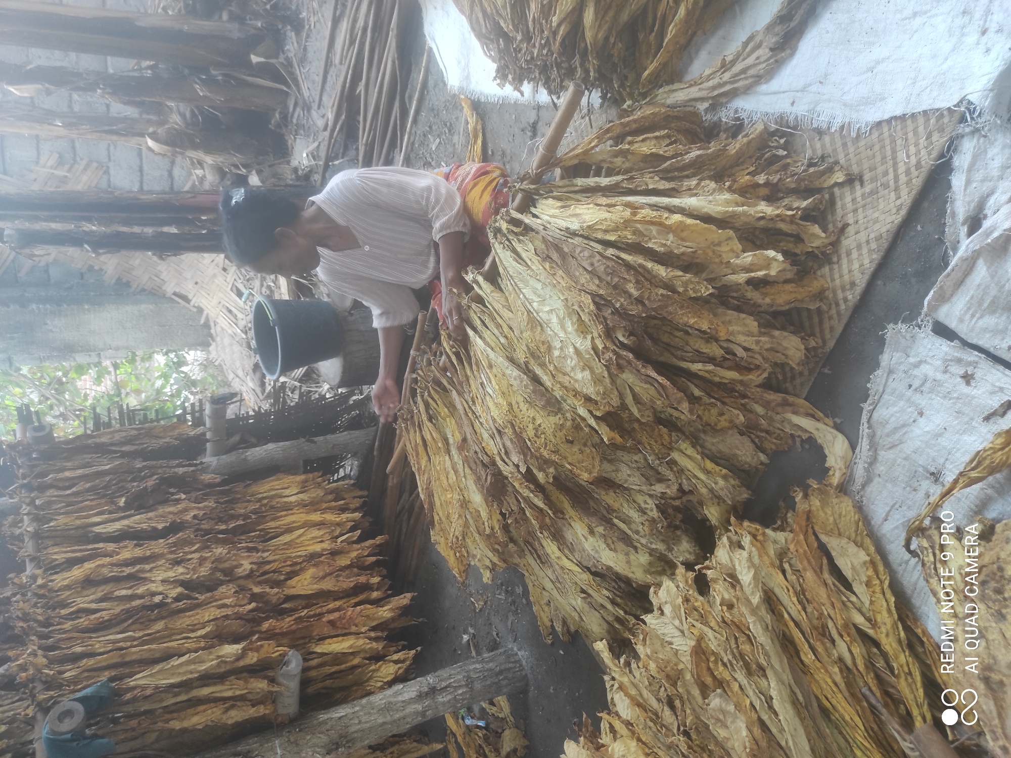 In the city of Sakra, Indonesia, a woman with her hair tied back is working with a large pile of dried tobacco leaves. She is wearing a light-colored, striped blouse and a brightly colored sarong. The tobacco leaves are hanging in bunches from wooden beams above, and more bundles are spread out on the ground, some on a woven mat. Behind her, there is a black bucket on a wooden stump, and a wall made of cinder blocks. The environment appears to be an outdoor or semi-outdoor processing area, possibly a barn or shed, with raw materials and drying processes evident.